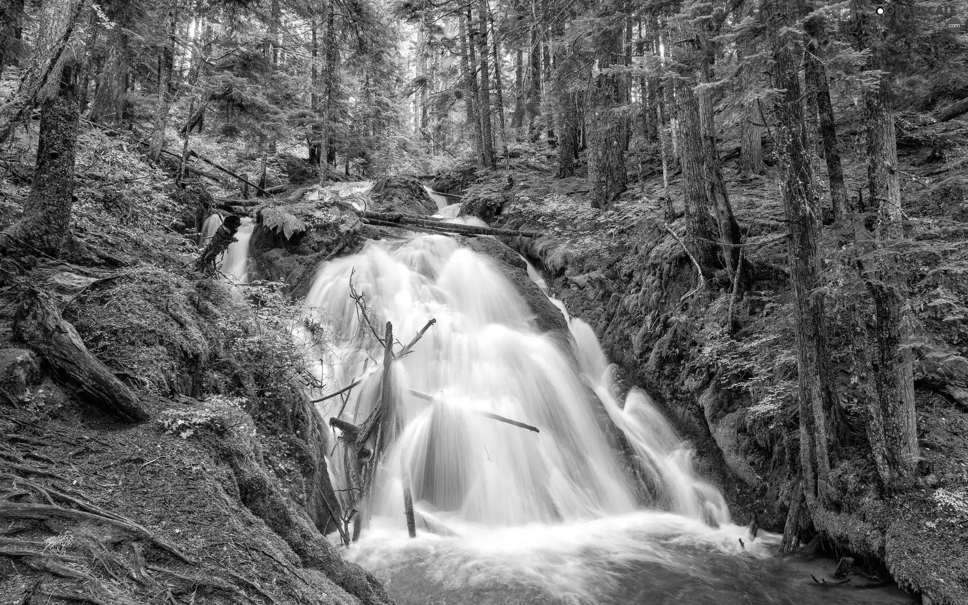 Forest, waterfall, ##