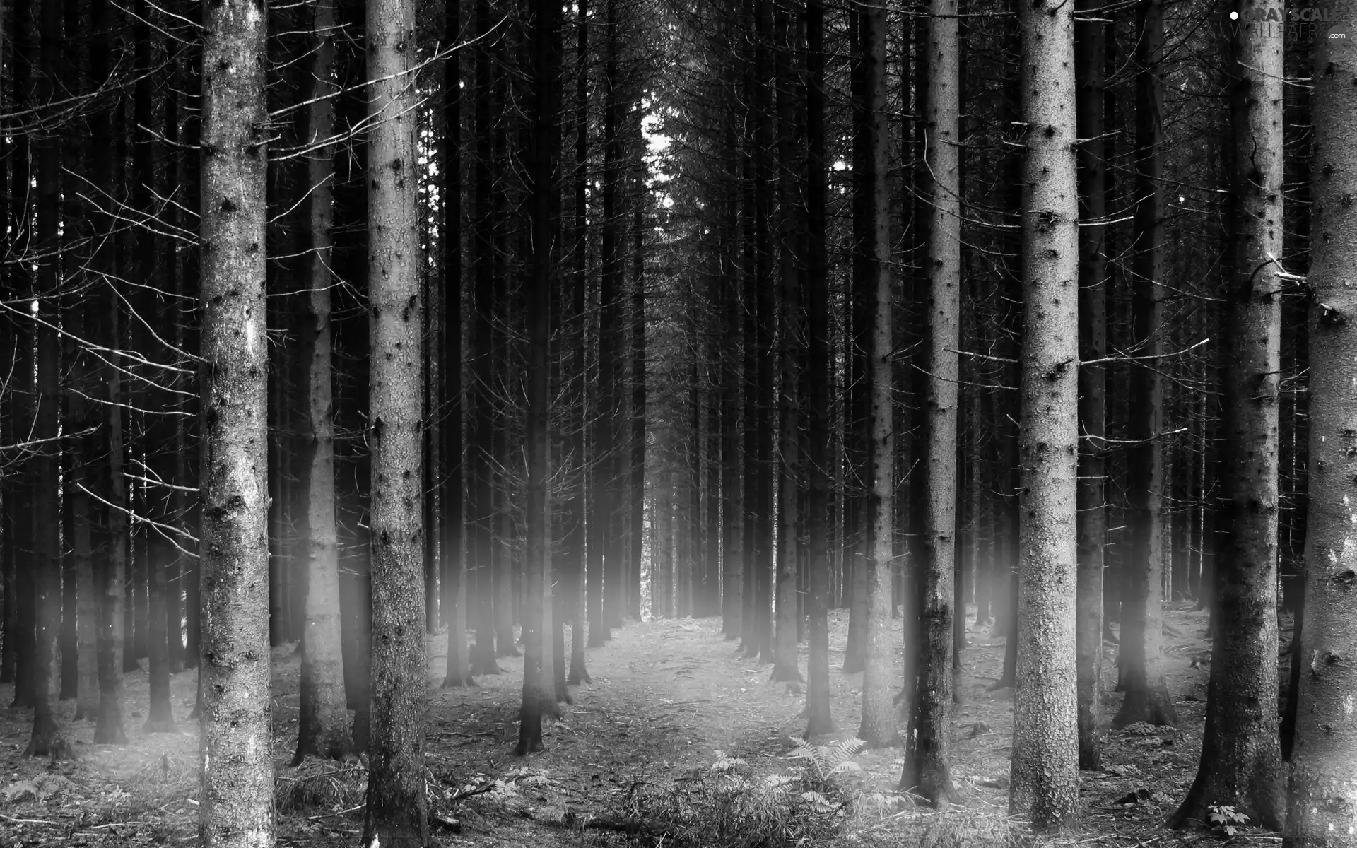 black and White, forest