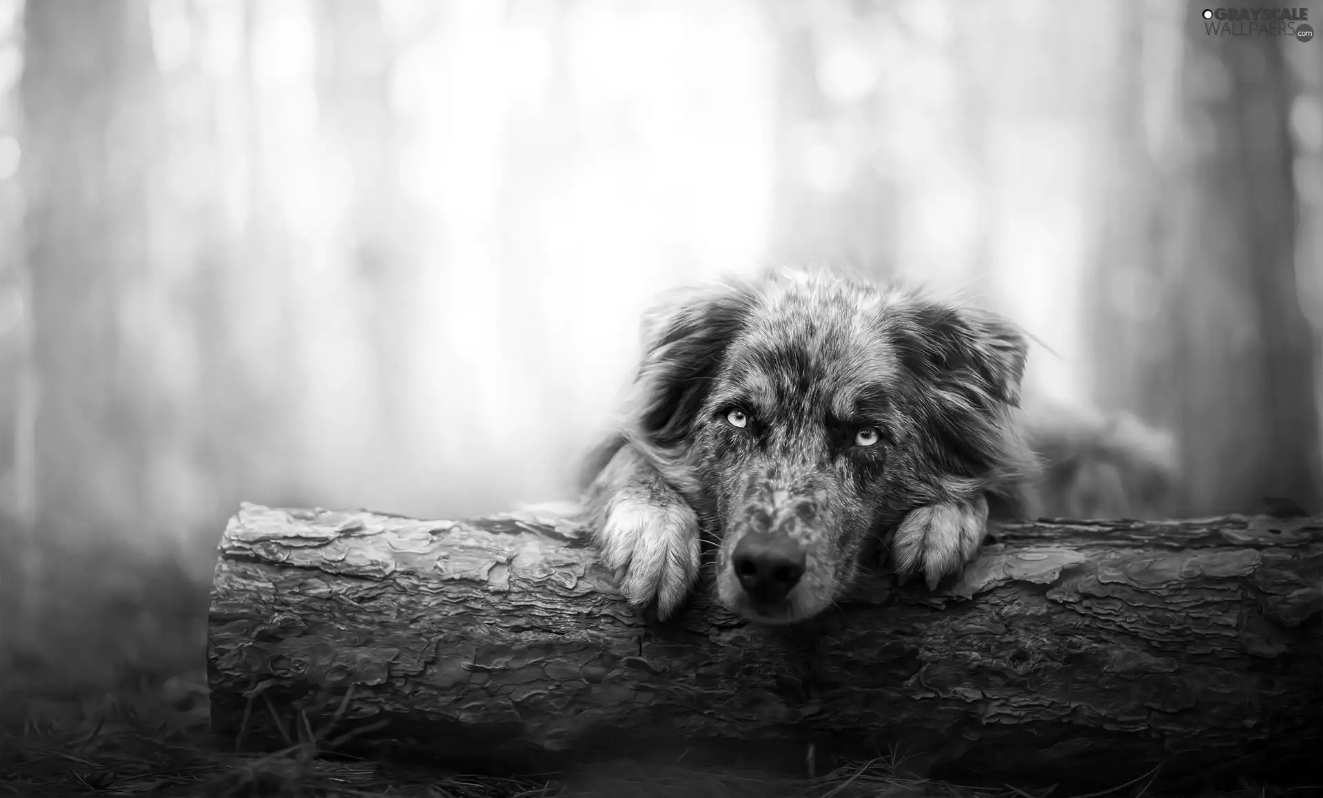 dog, log, forest, Australian Shepherd