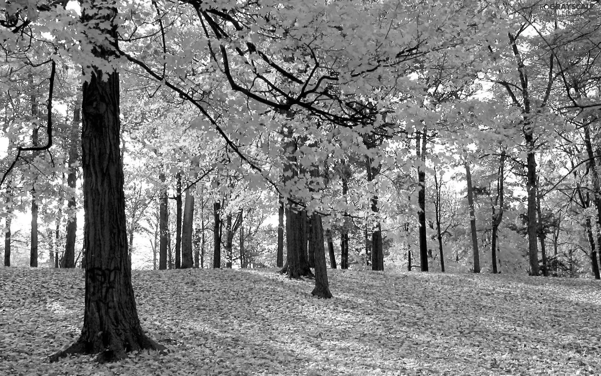 autumn, forest