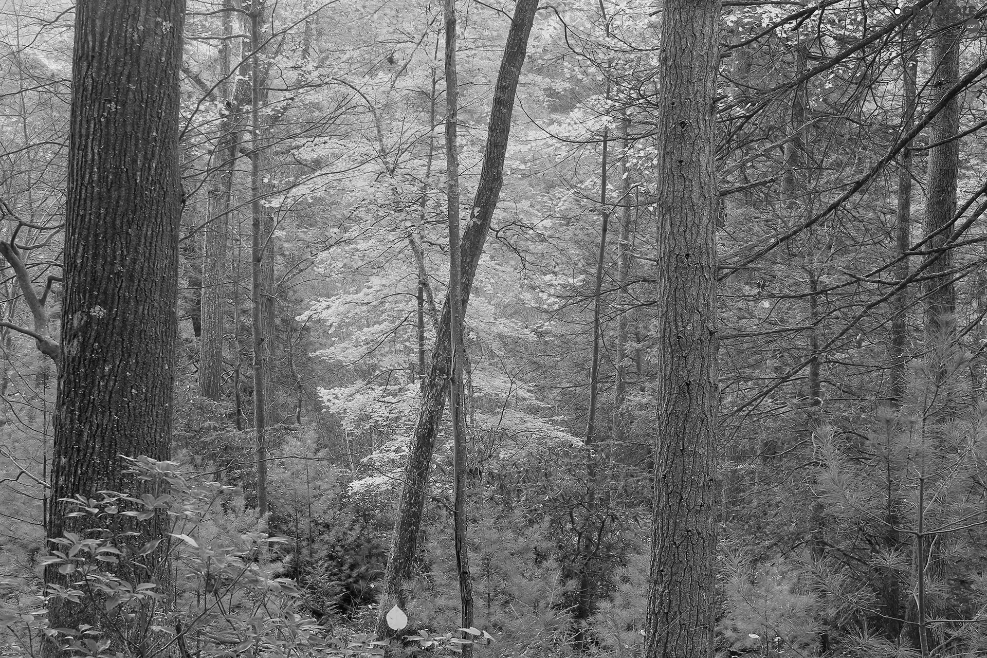 autumn, forest