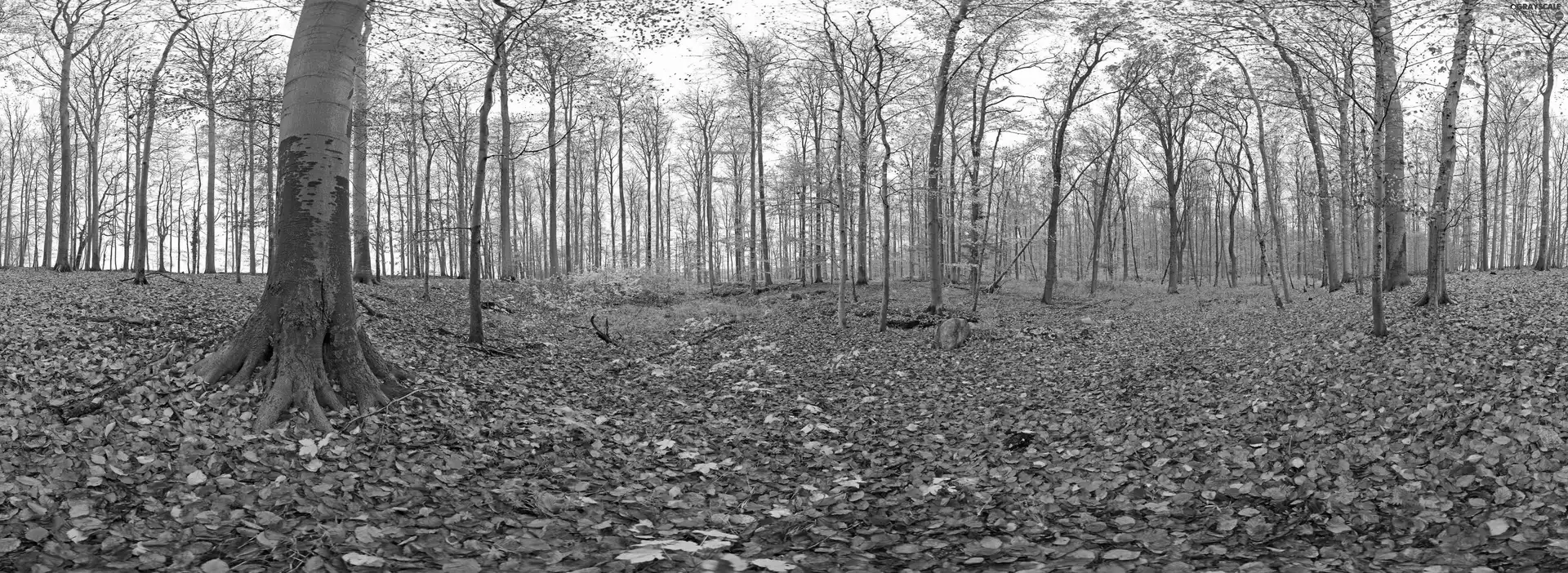 autumn, forest