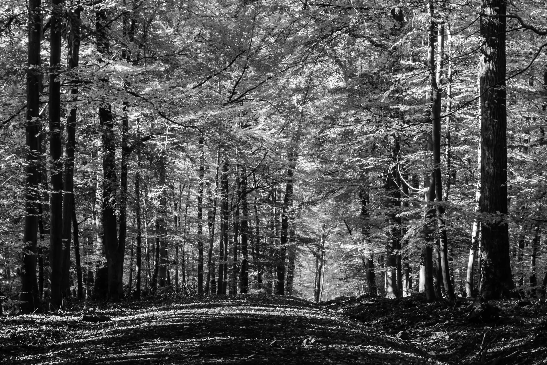 autumn, forest