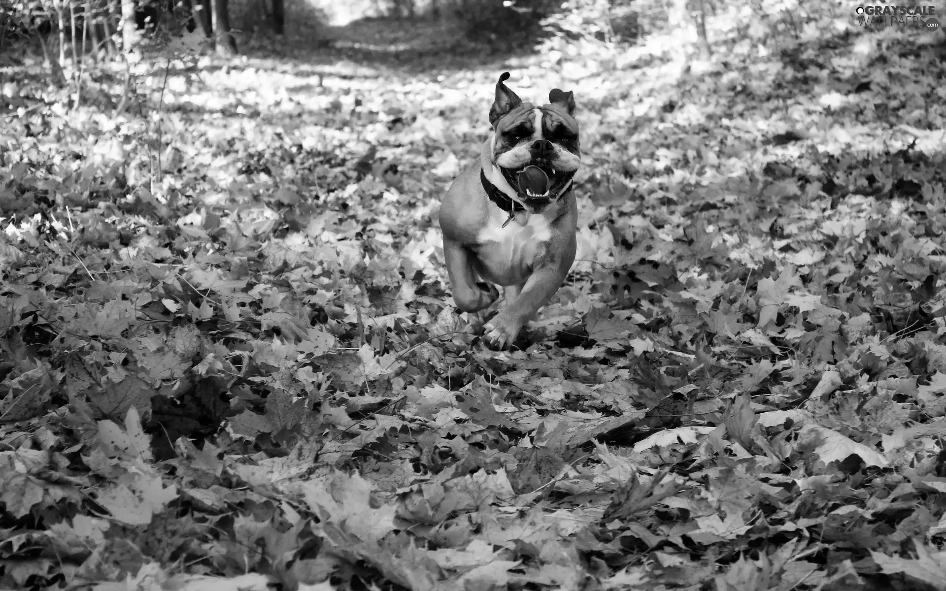 forest, autumn, Path, Leaf, Pit Bull