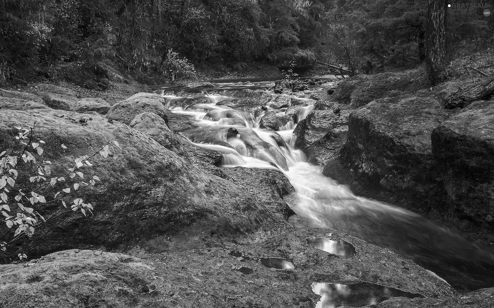 forest, autumn, rocks, mosses, River