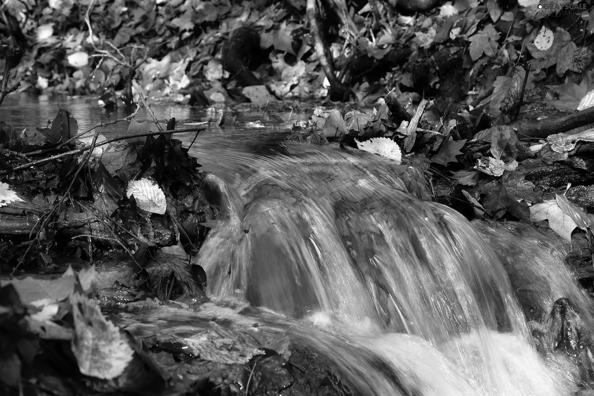 autumn, Leaf, stream, forest