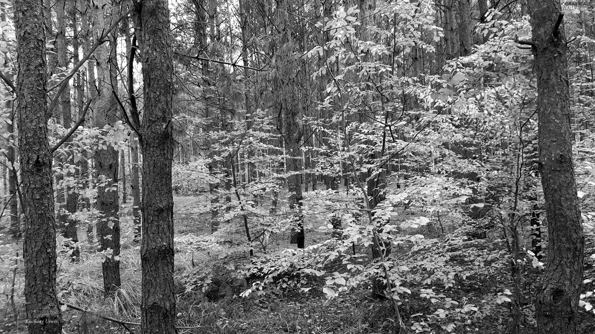 autumn, viewes, forest, trees