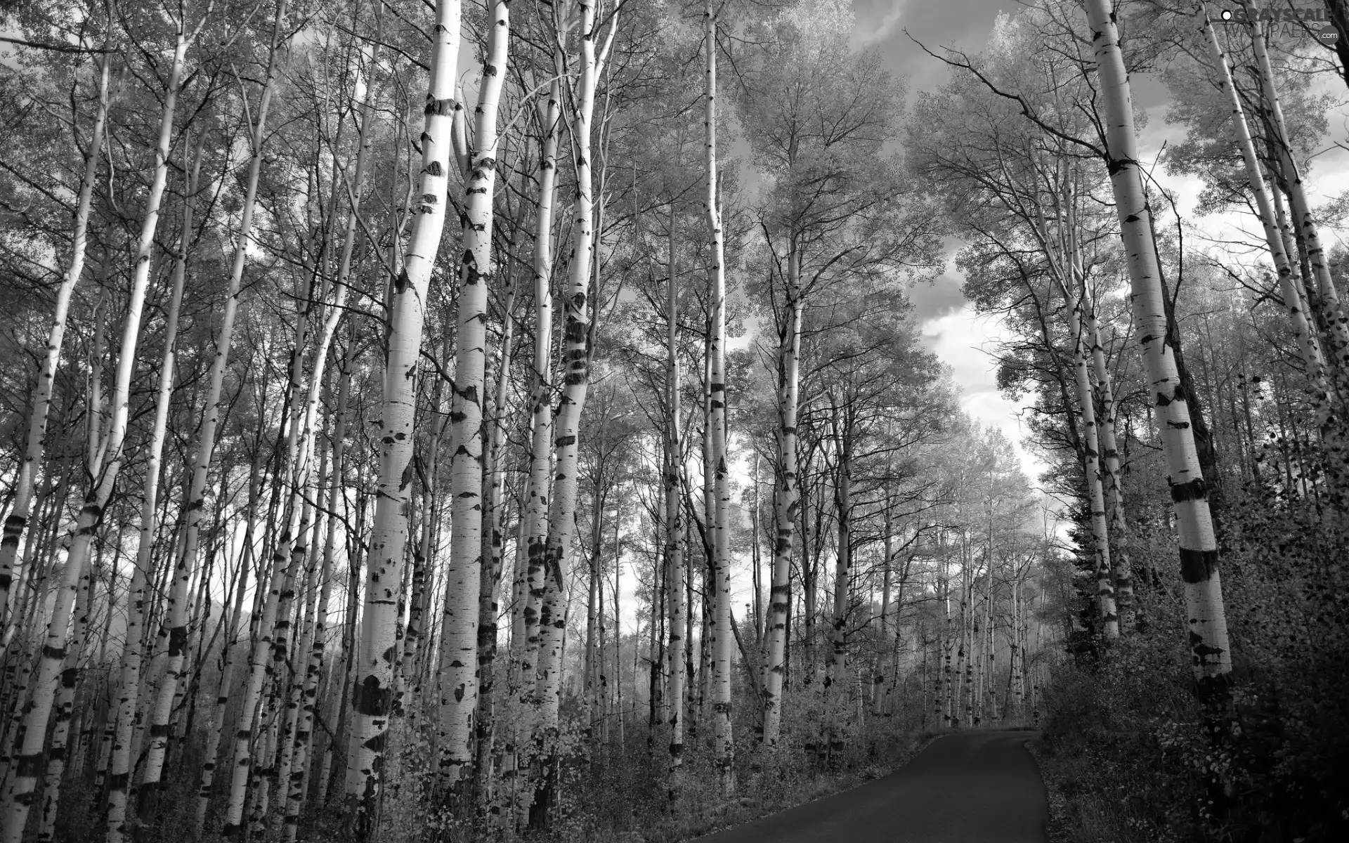 forest, trees, Leaf, viewes, Yellowed, Way, autumn, Quaking Aspen