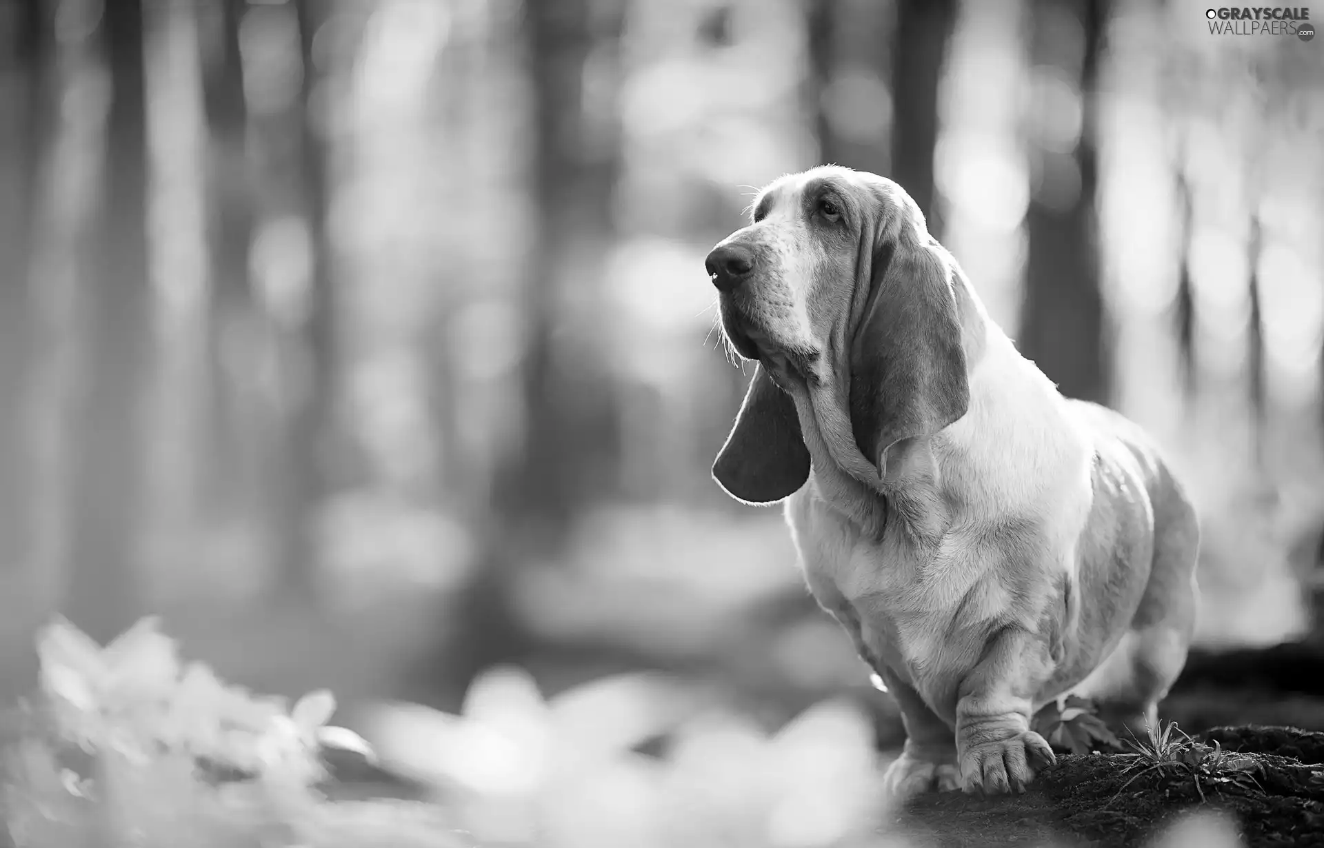 stump, Basset Hound, forest