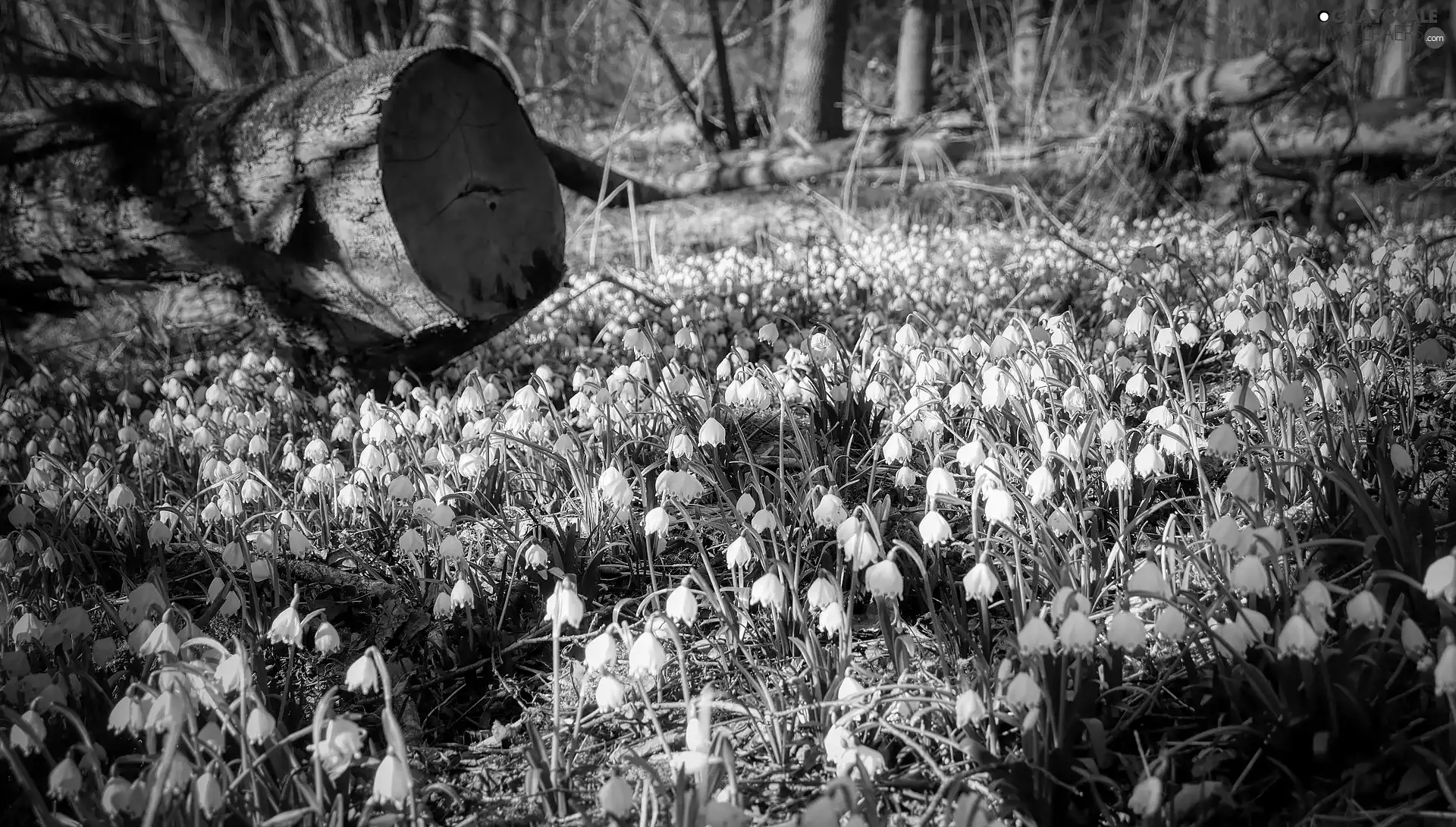 forest, Flowers, viewes, Lod on the beach, trees, Leucojum