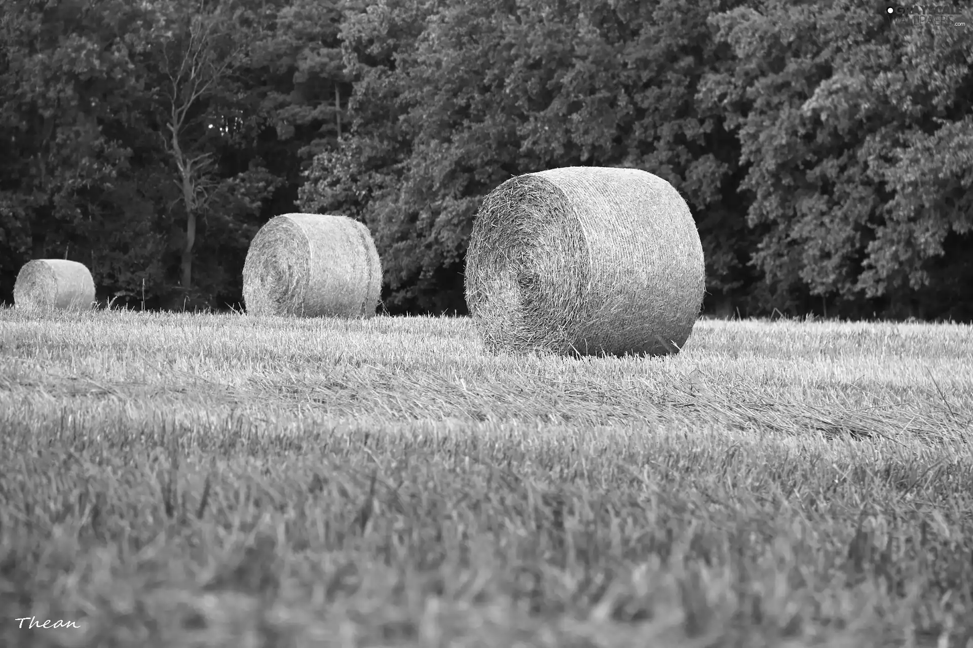 Bele, Field, forest, Hay