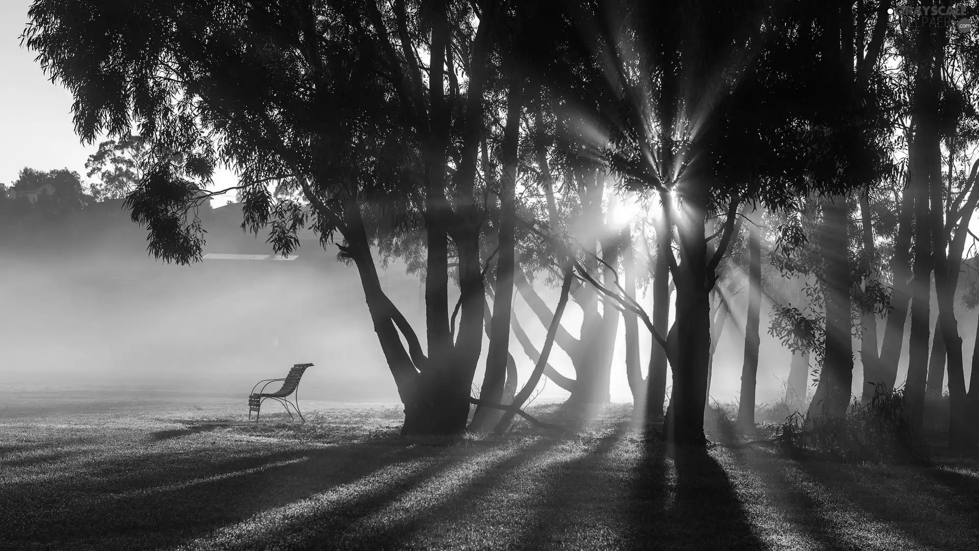 Sunrise, forest, Bench, rays
