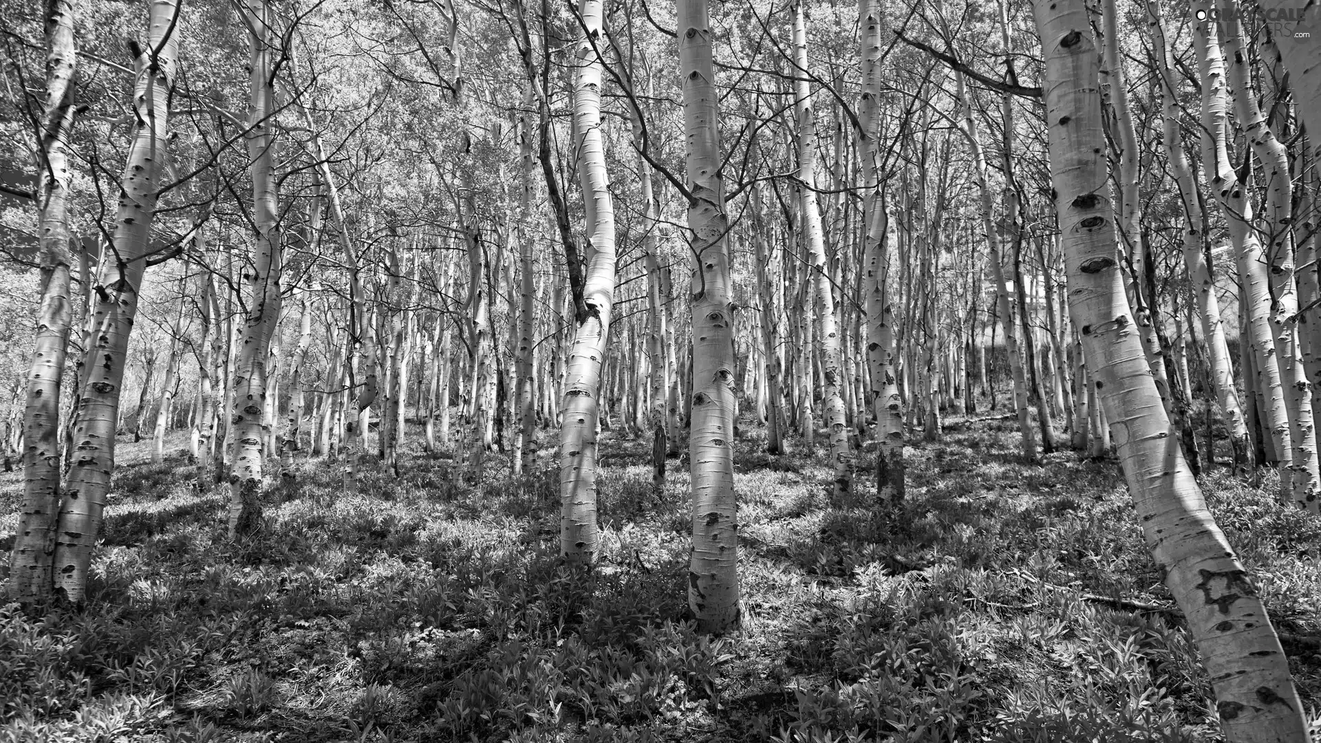 birch, forest