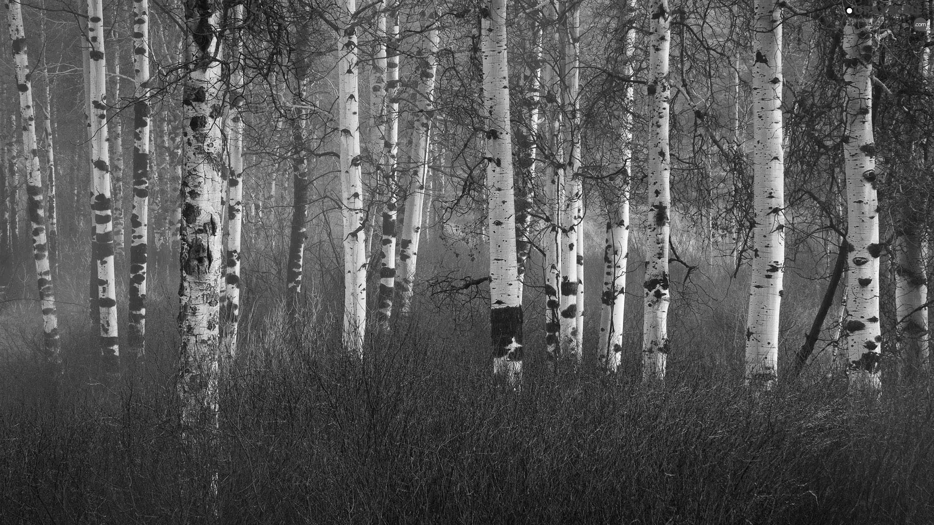 birch, forest