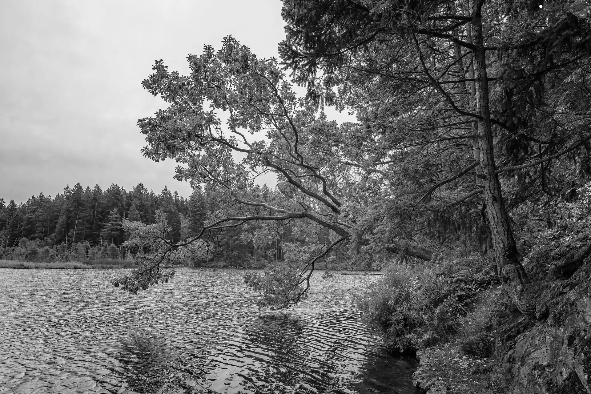 viewes, forest, Boat, trees, lake