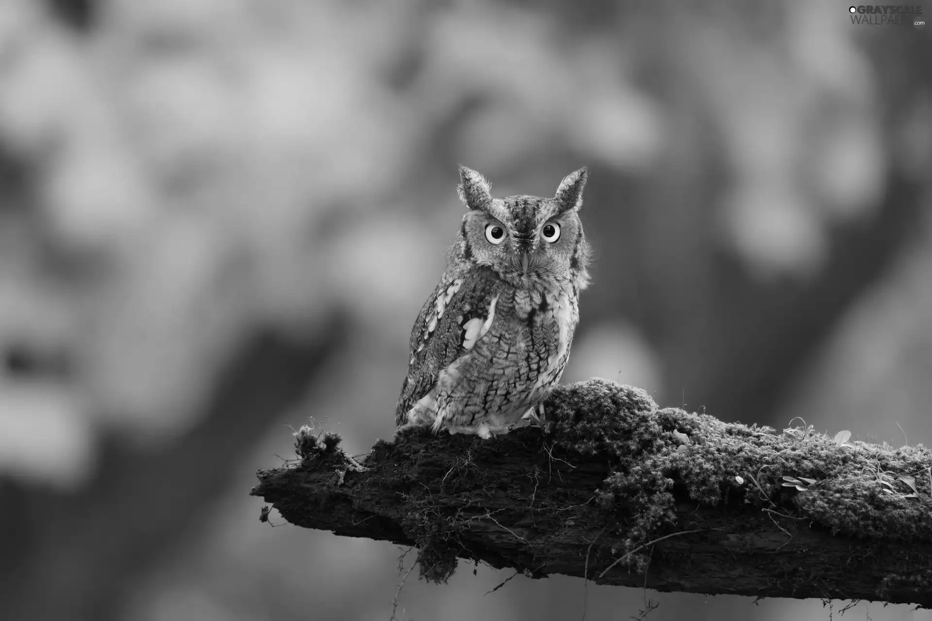 forest, owl, branch