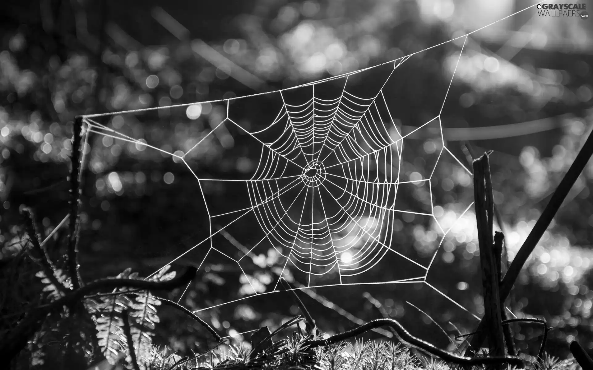 Web, fern, forest, branch pics