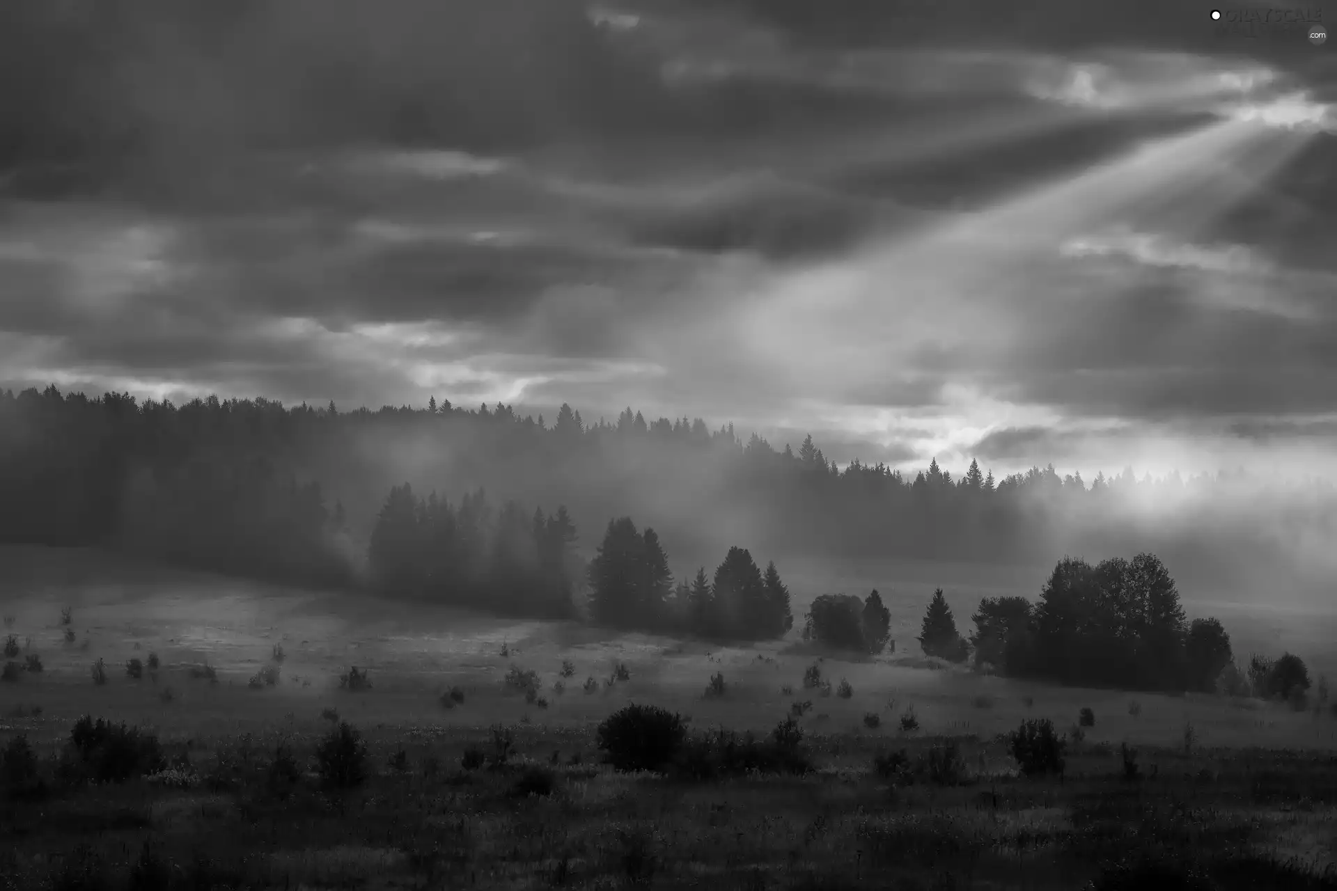 clouds, light breaking through sky, trees, viewes, forest