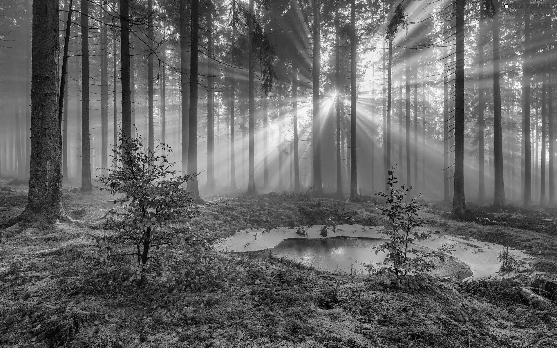 puddle, light breaking through sky, trees, viewes, forest