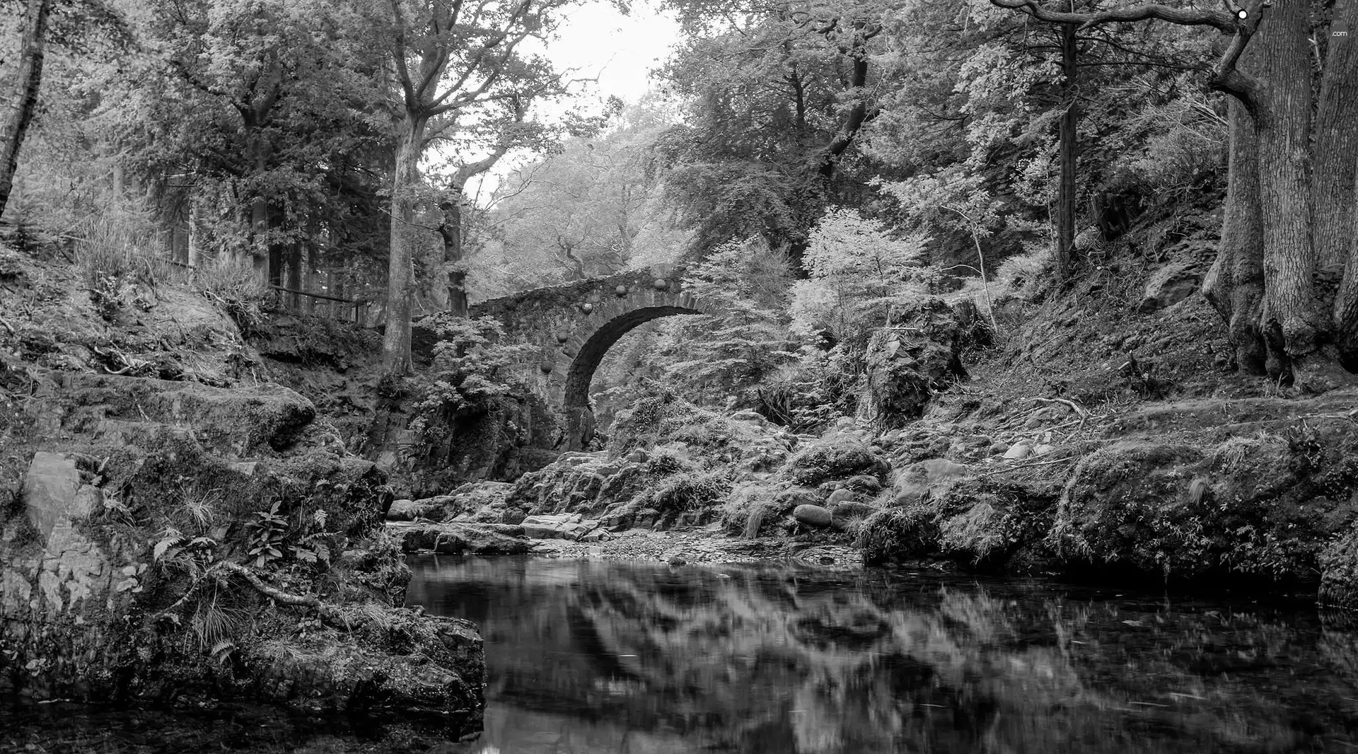 forest, River, bridge