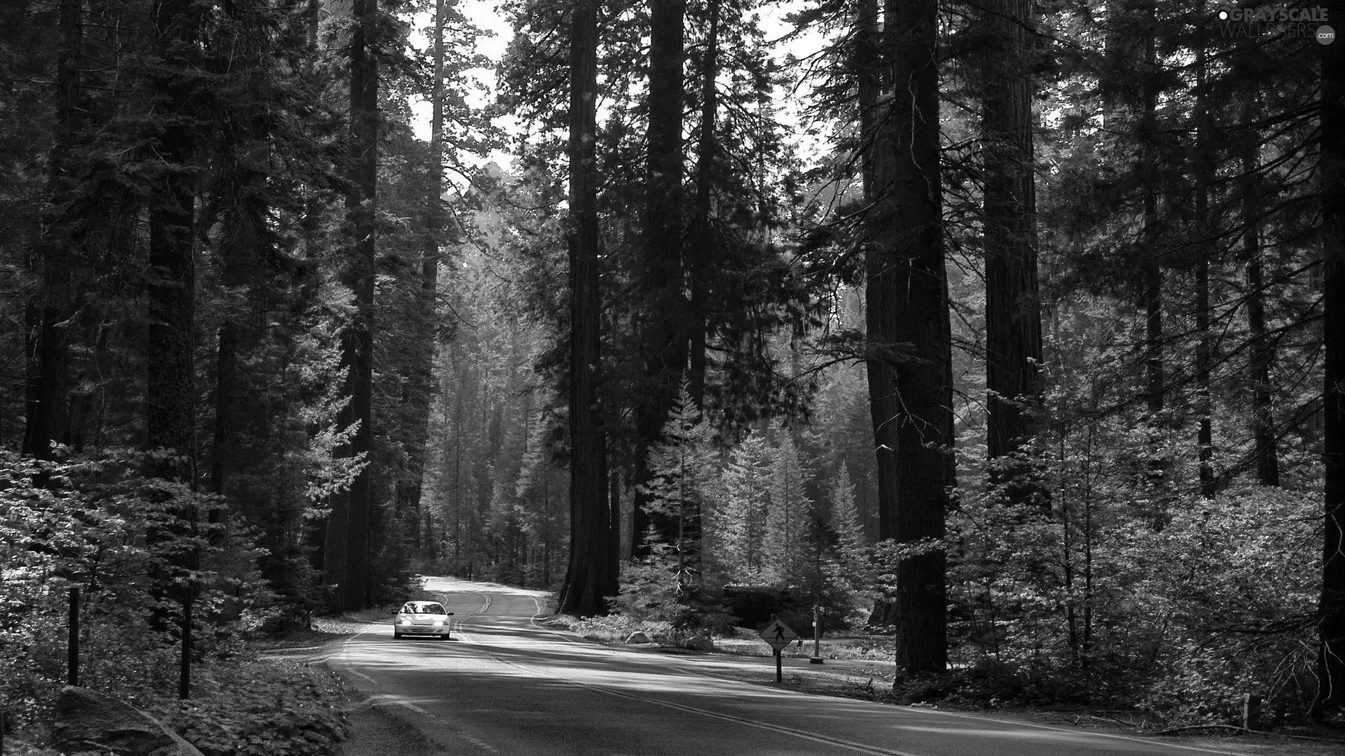 motor car, Way, forest