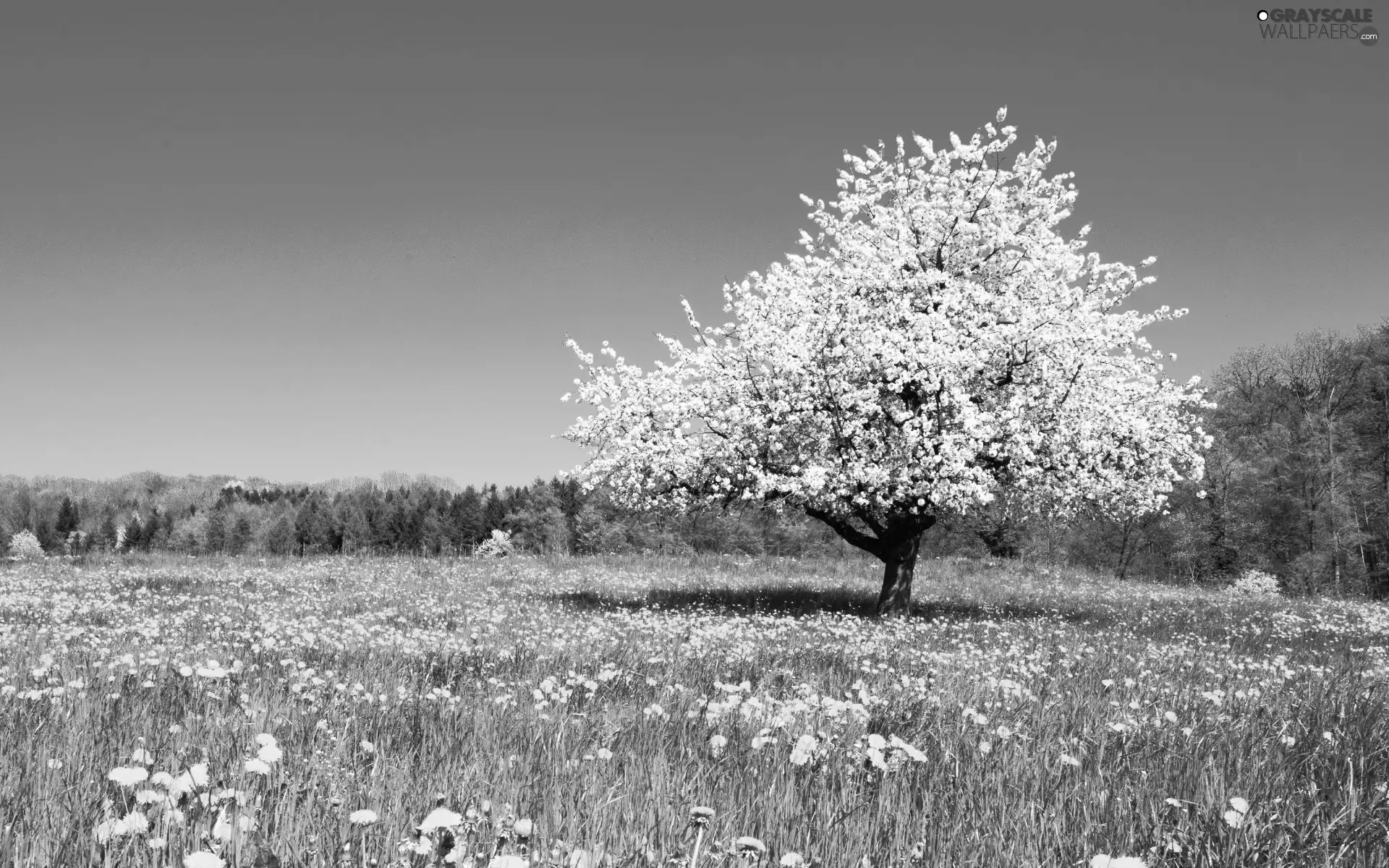 forest, Spring, Colourfull Flowers, trees, Meadow