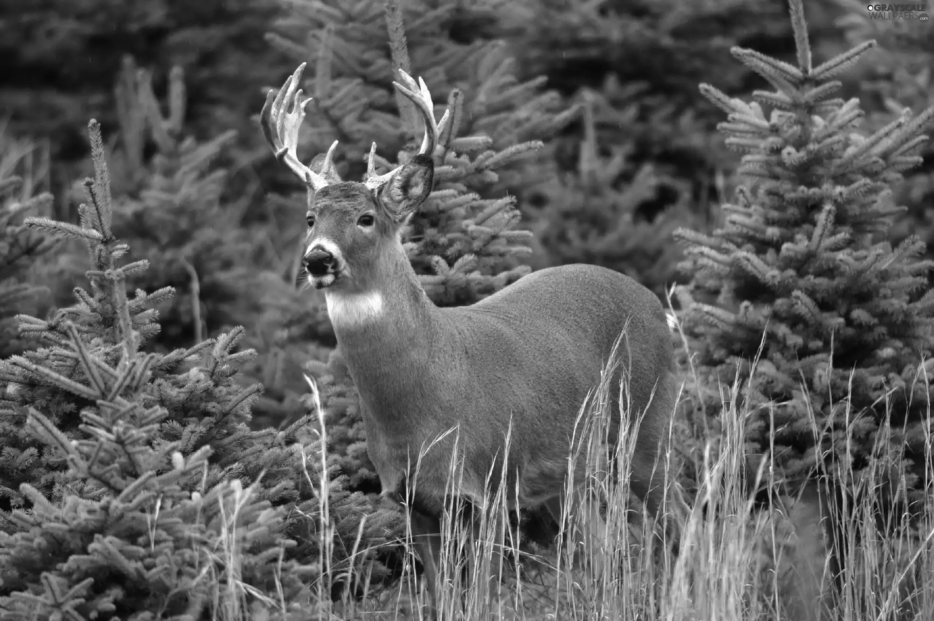 deer, forest