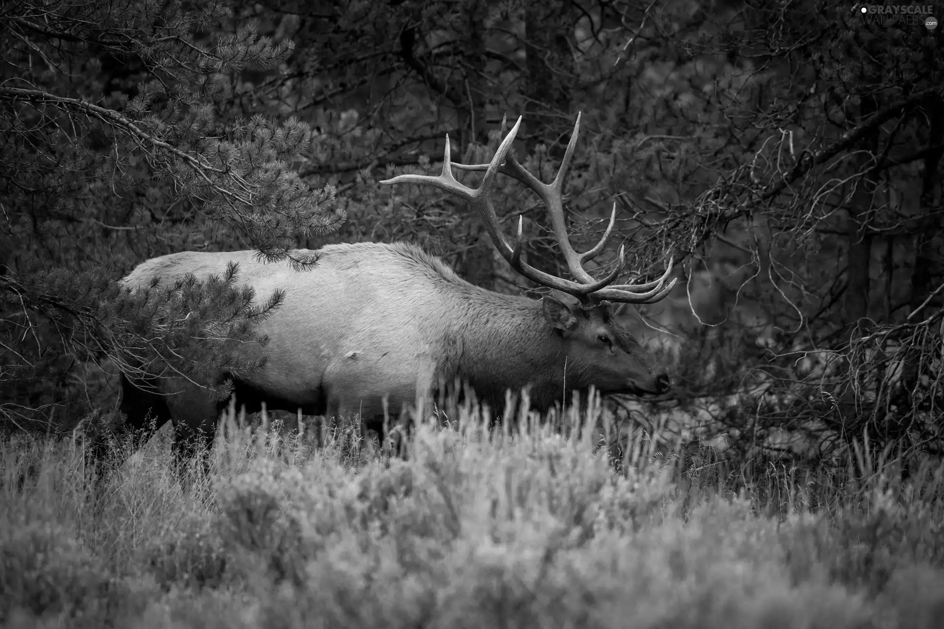 deer, forest