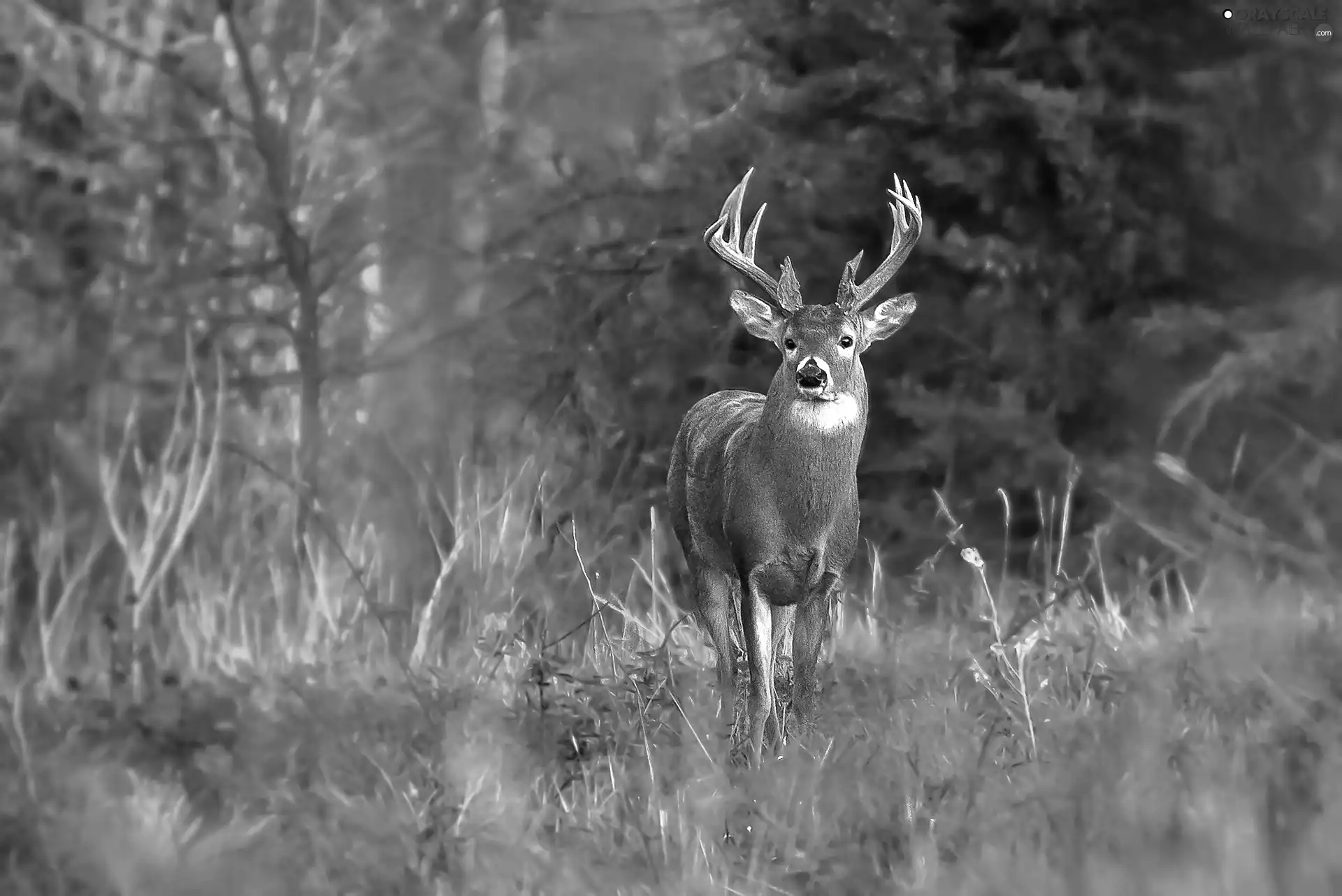 deer, forest