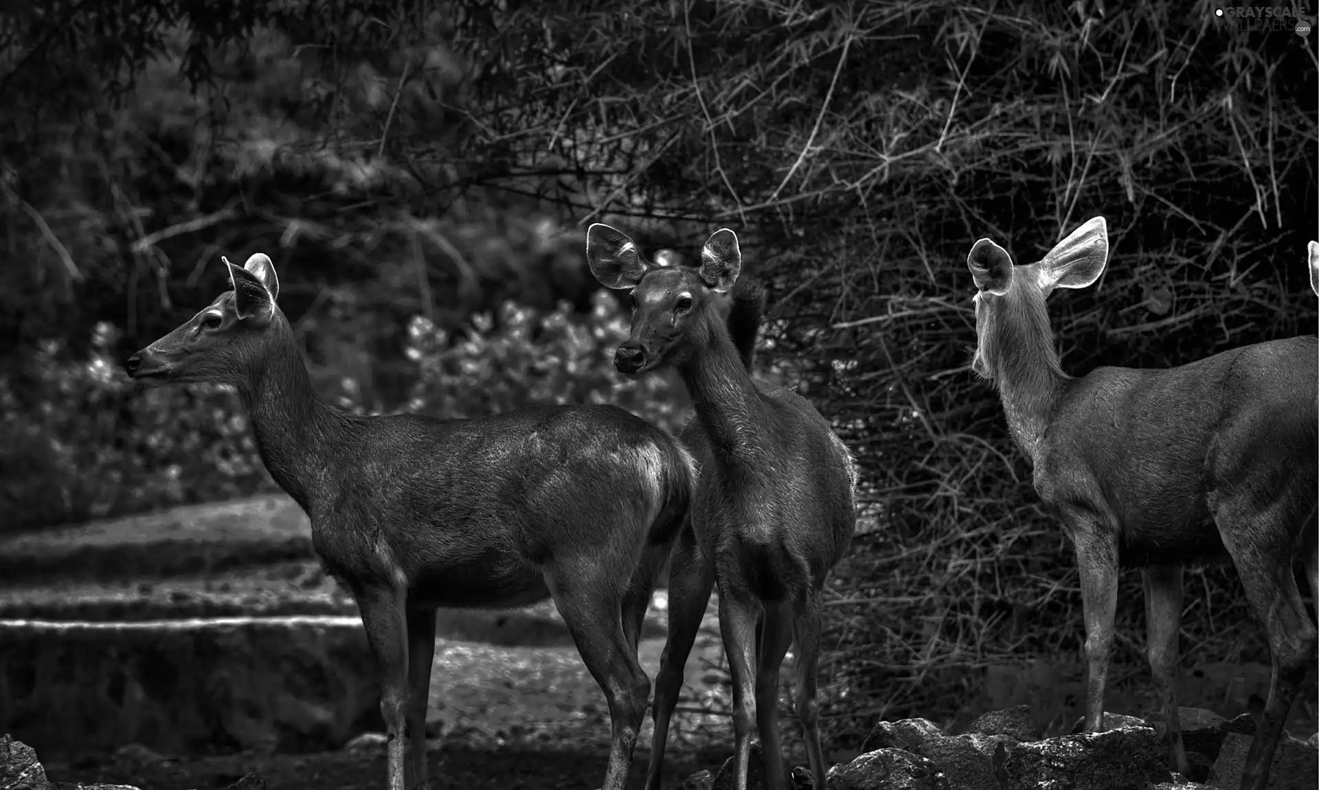 forest, beatyfull, deer