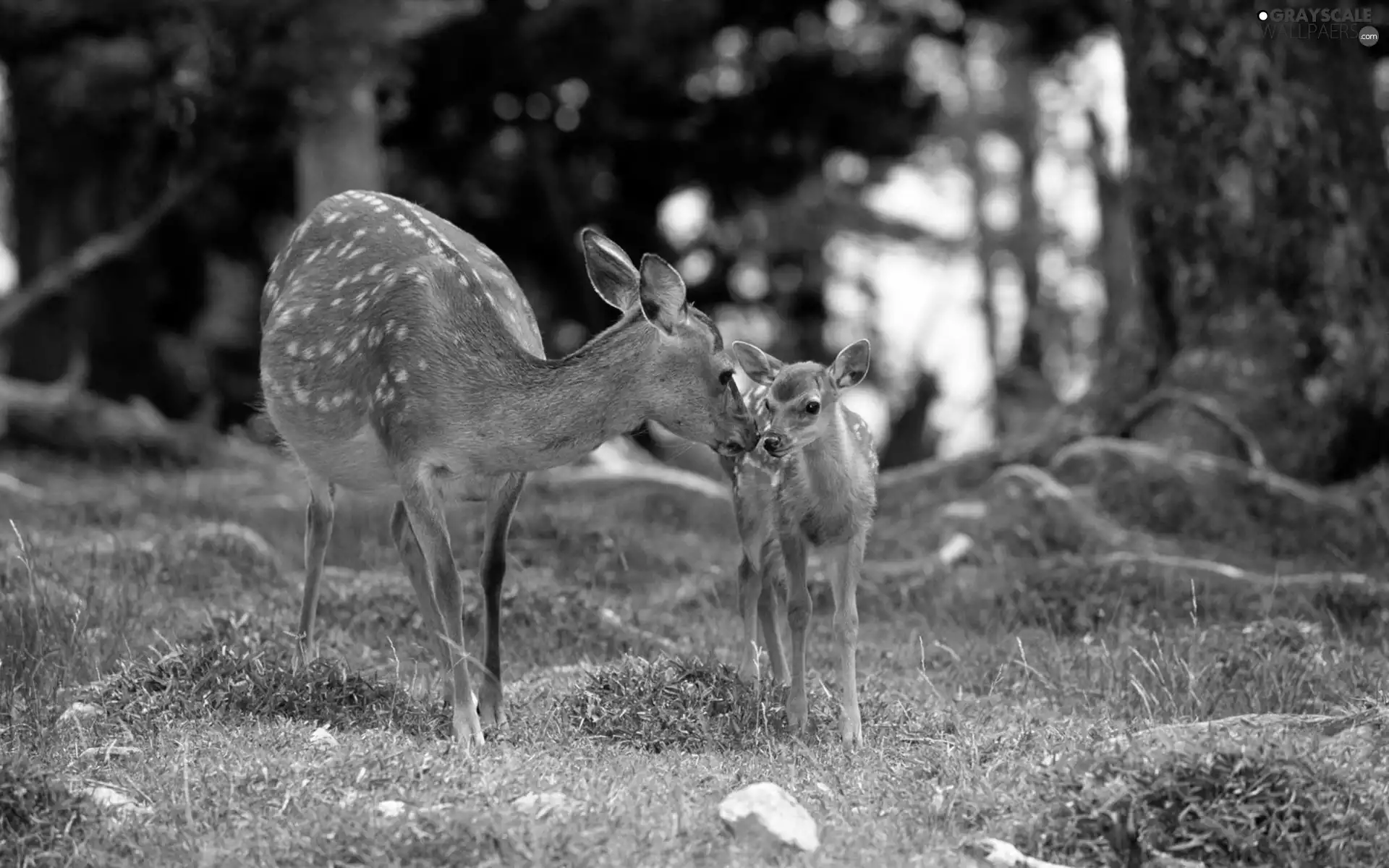 forest, Two, deer