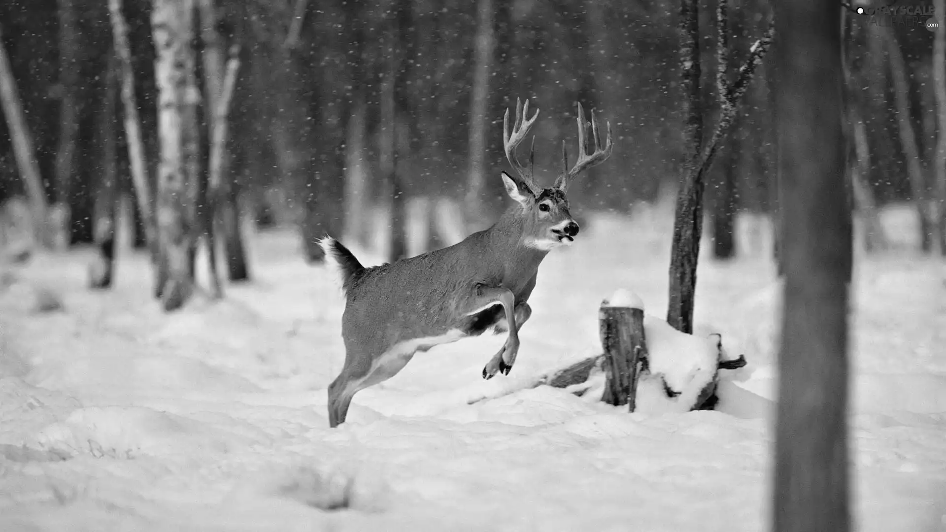 forest, winter, deer