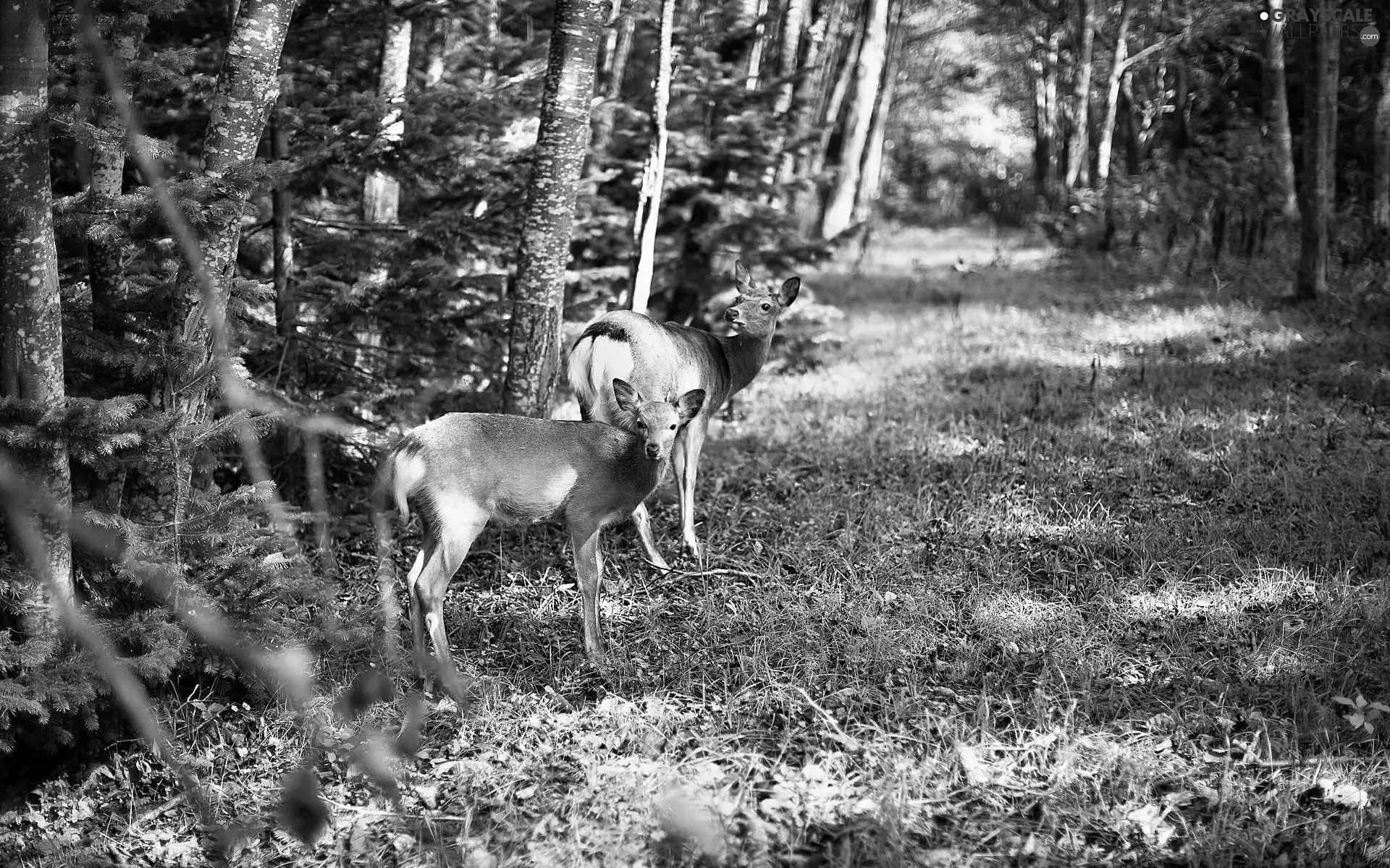 deer, forest