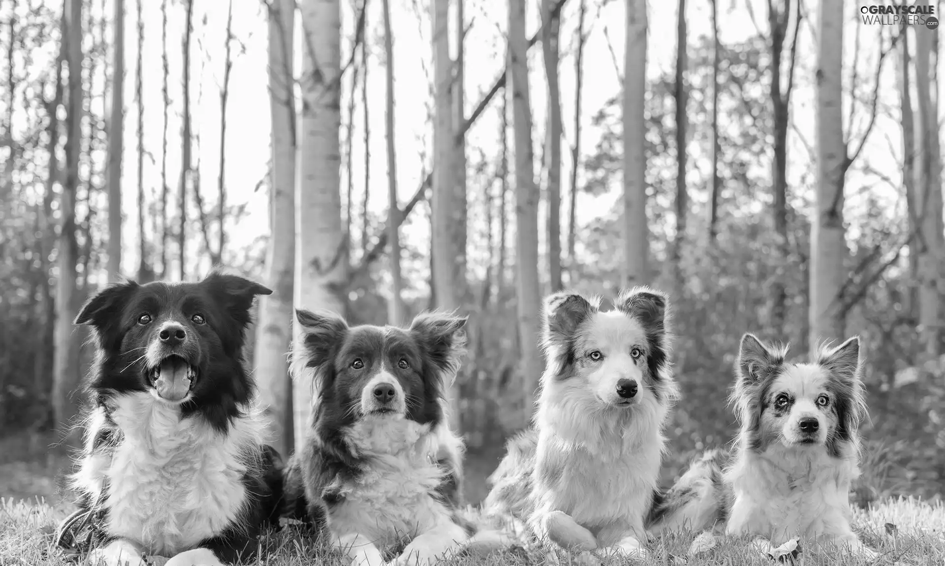 Dogs, forest