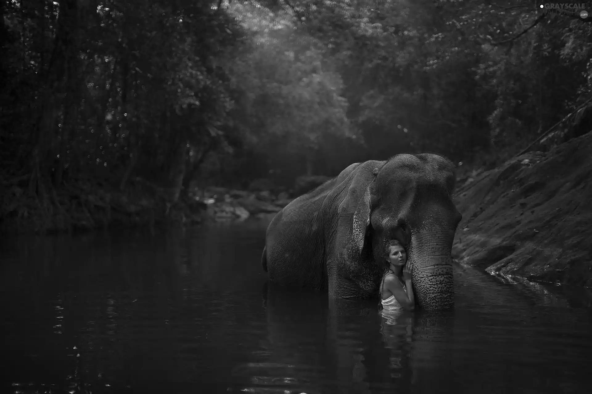 Elephant, Pond - car, forest, Women