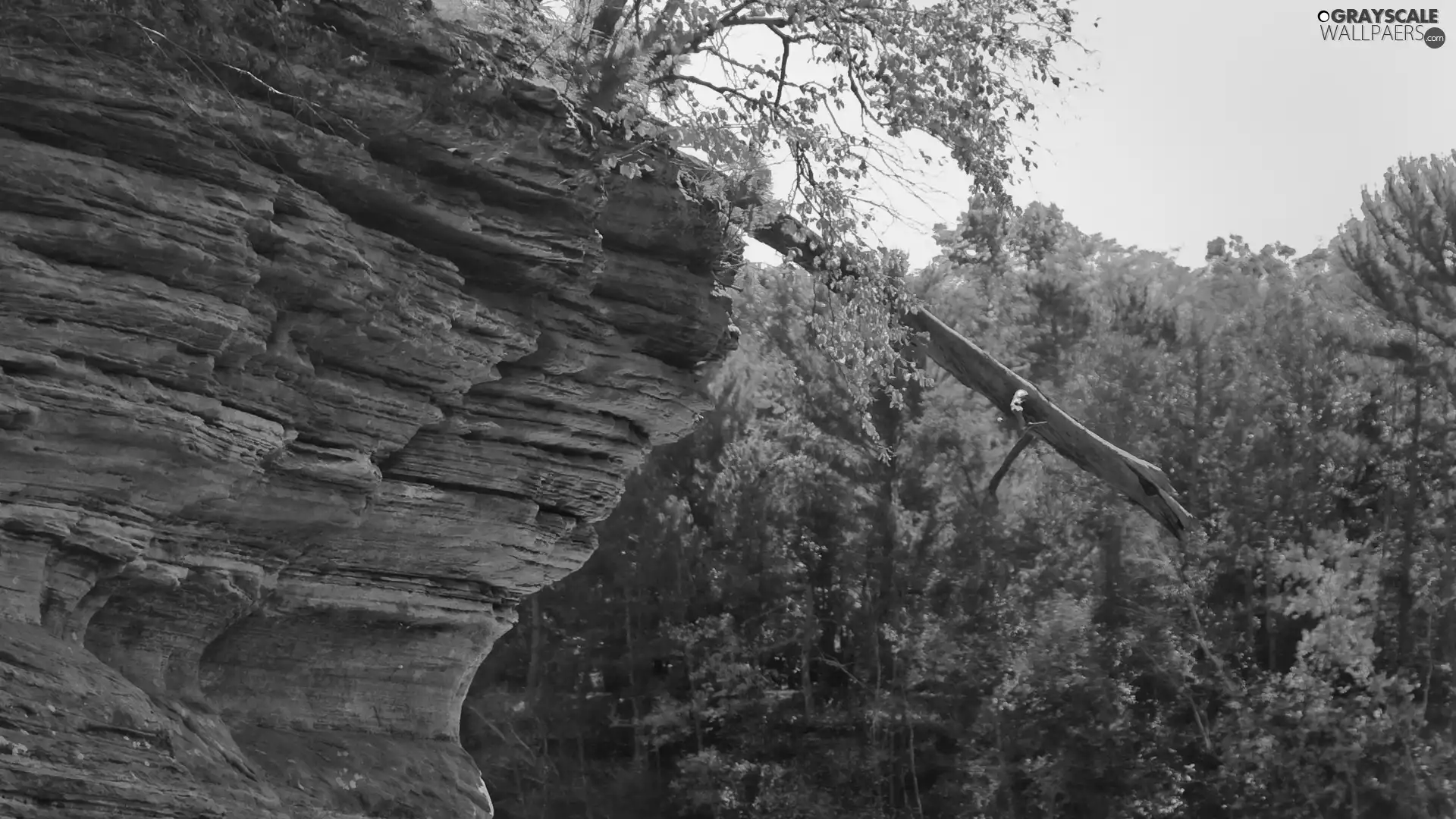 fallen, Rocks, forest, trees