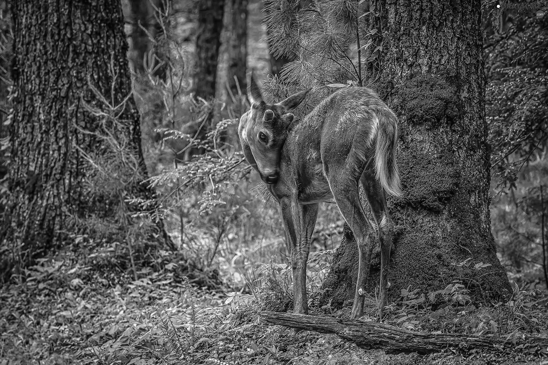 fawn, forest