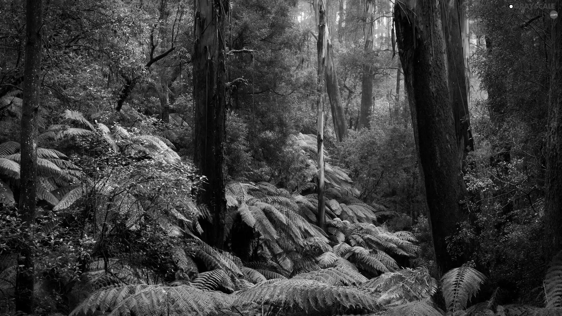 Fern, forest