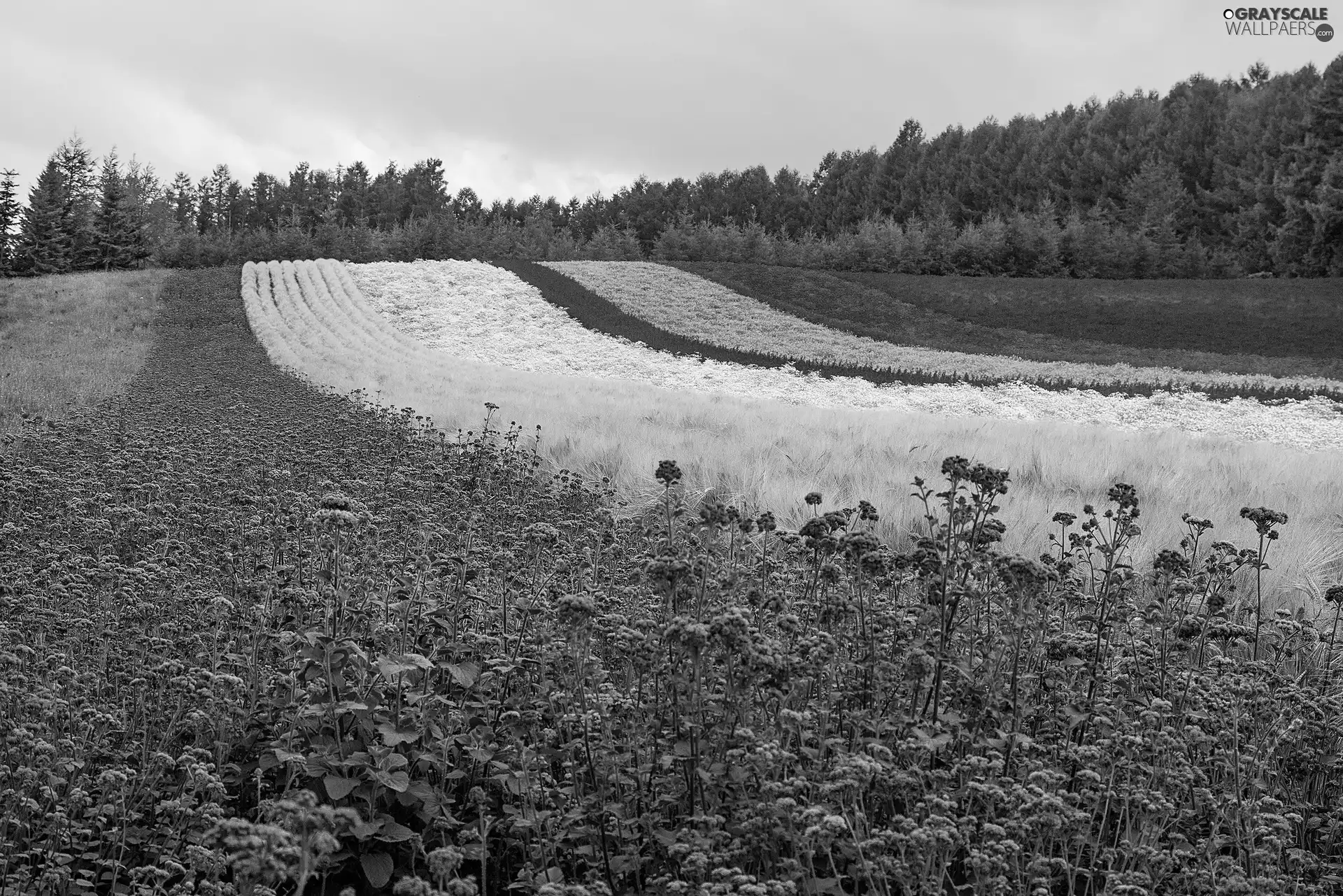 Floral, Hill, forest, Field