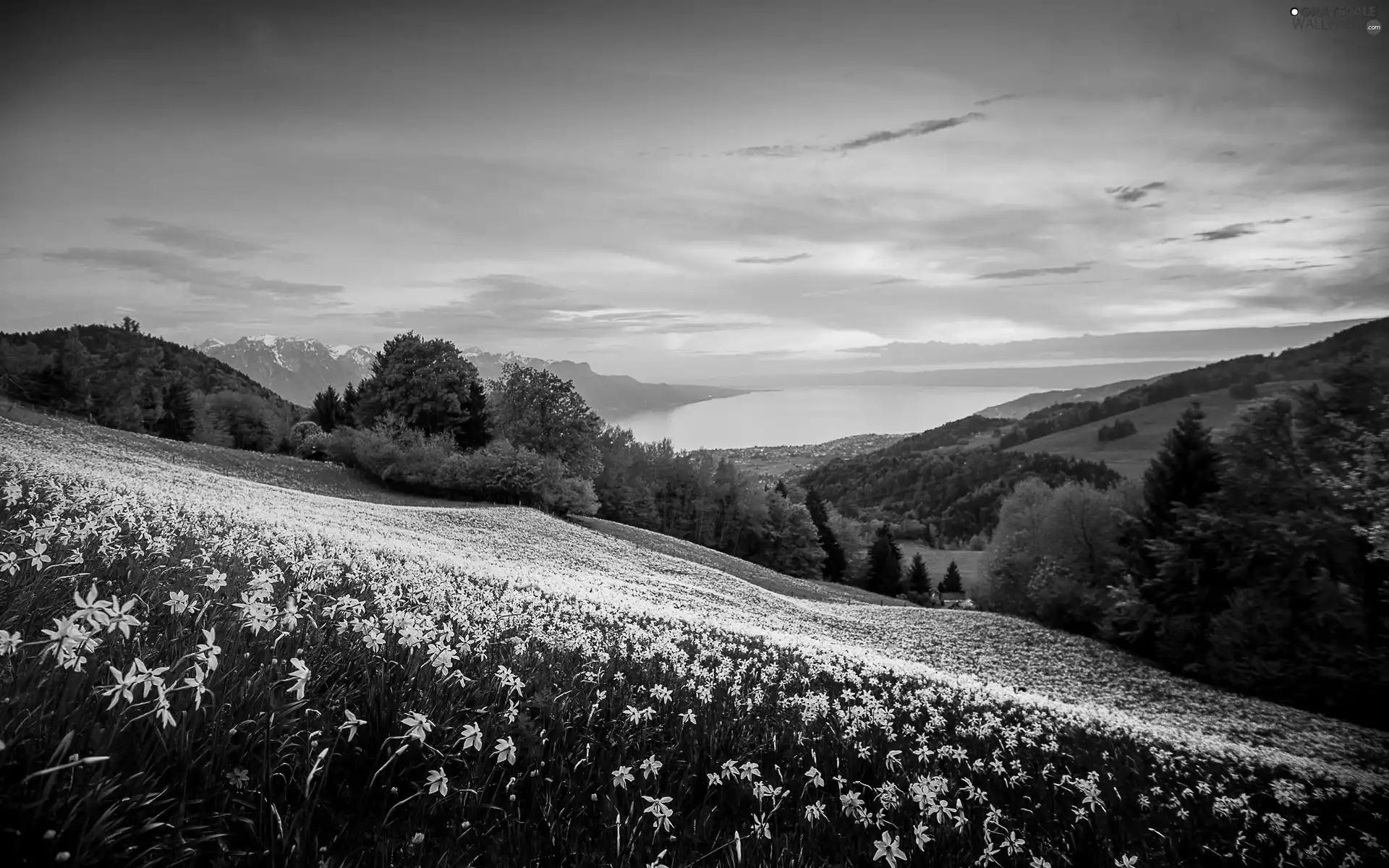 forest, Flowers, sun, Mountains, west