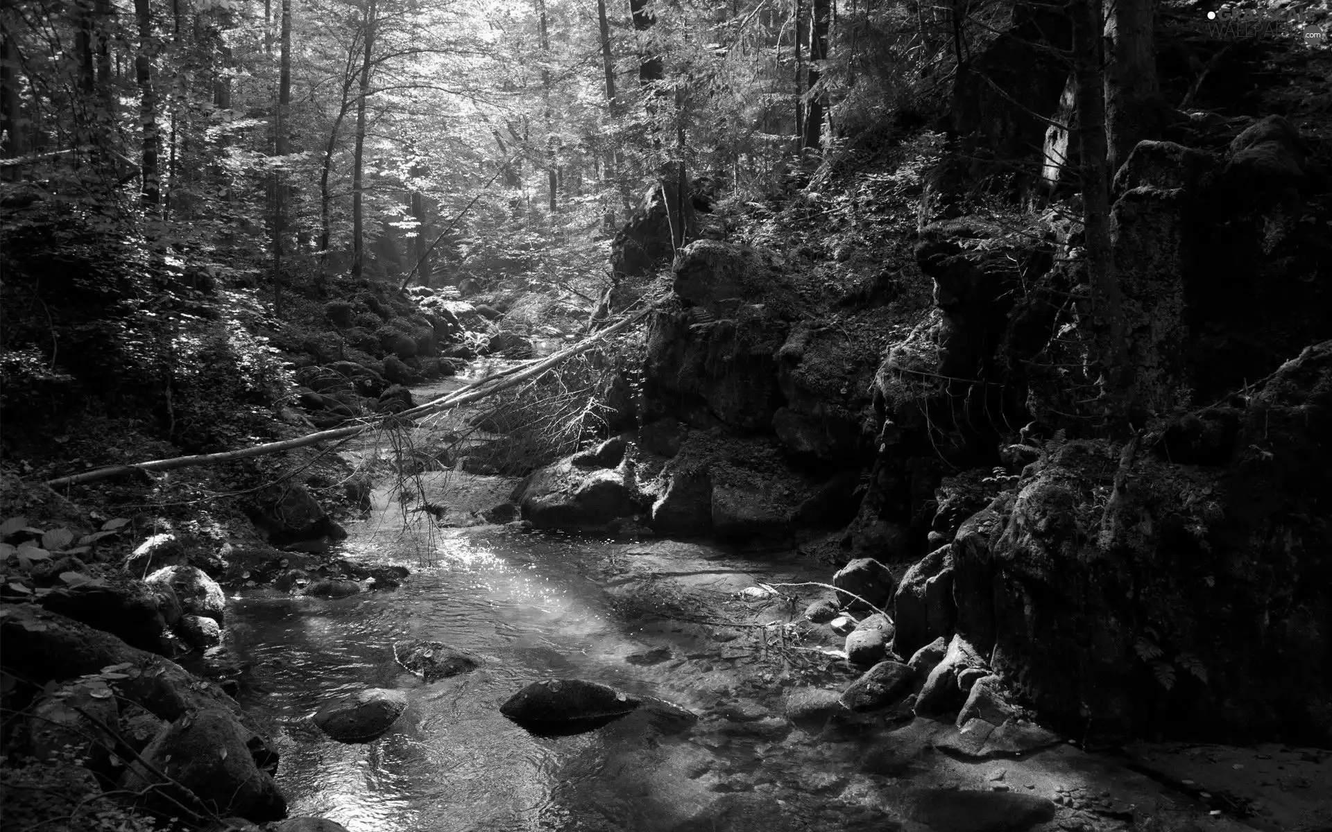 Stones, River, viewes, forest, trees, flux