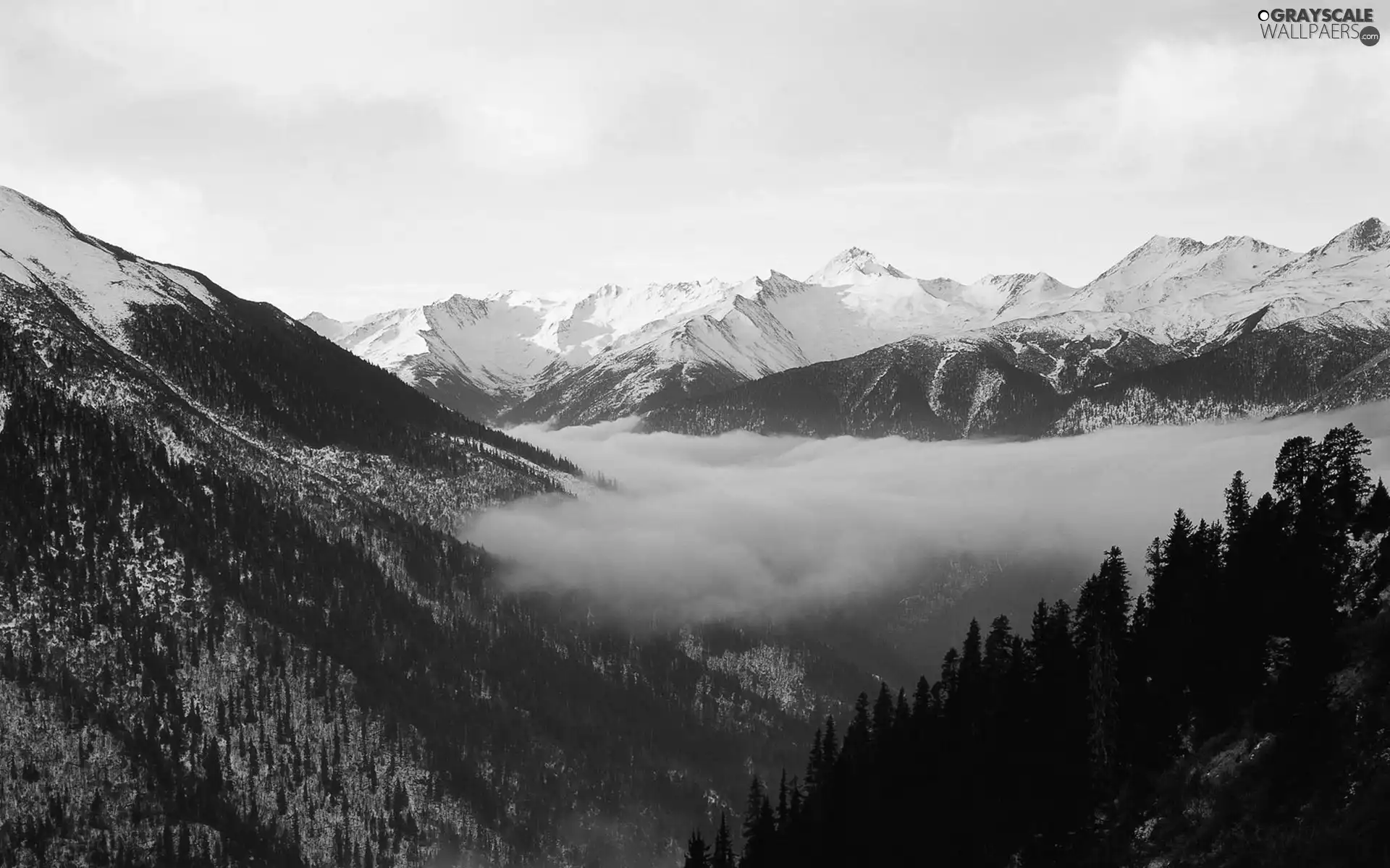 forest, Fog, Snowy, peaks, Mountains