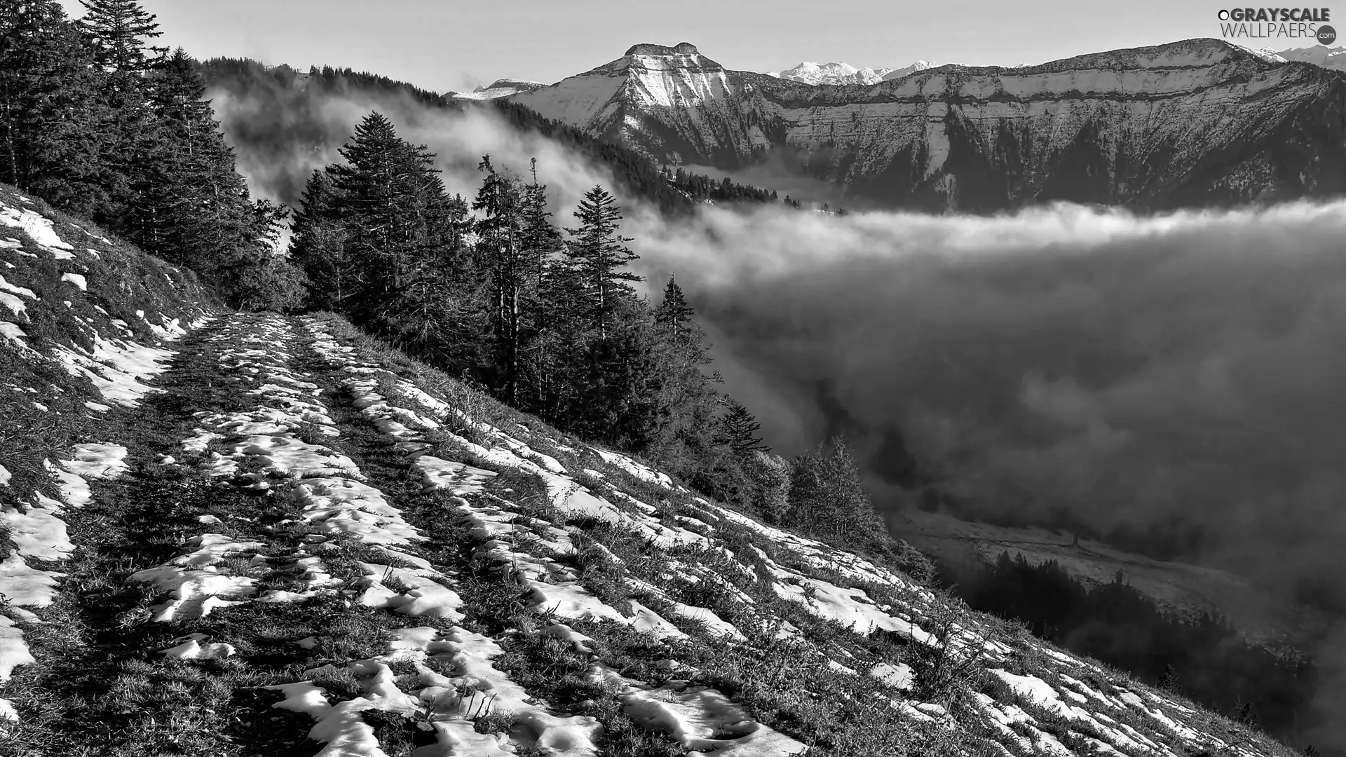 forest, Mountains, Fog