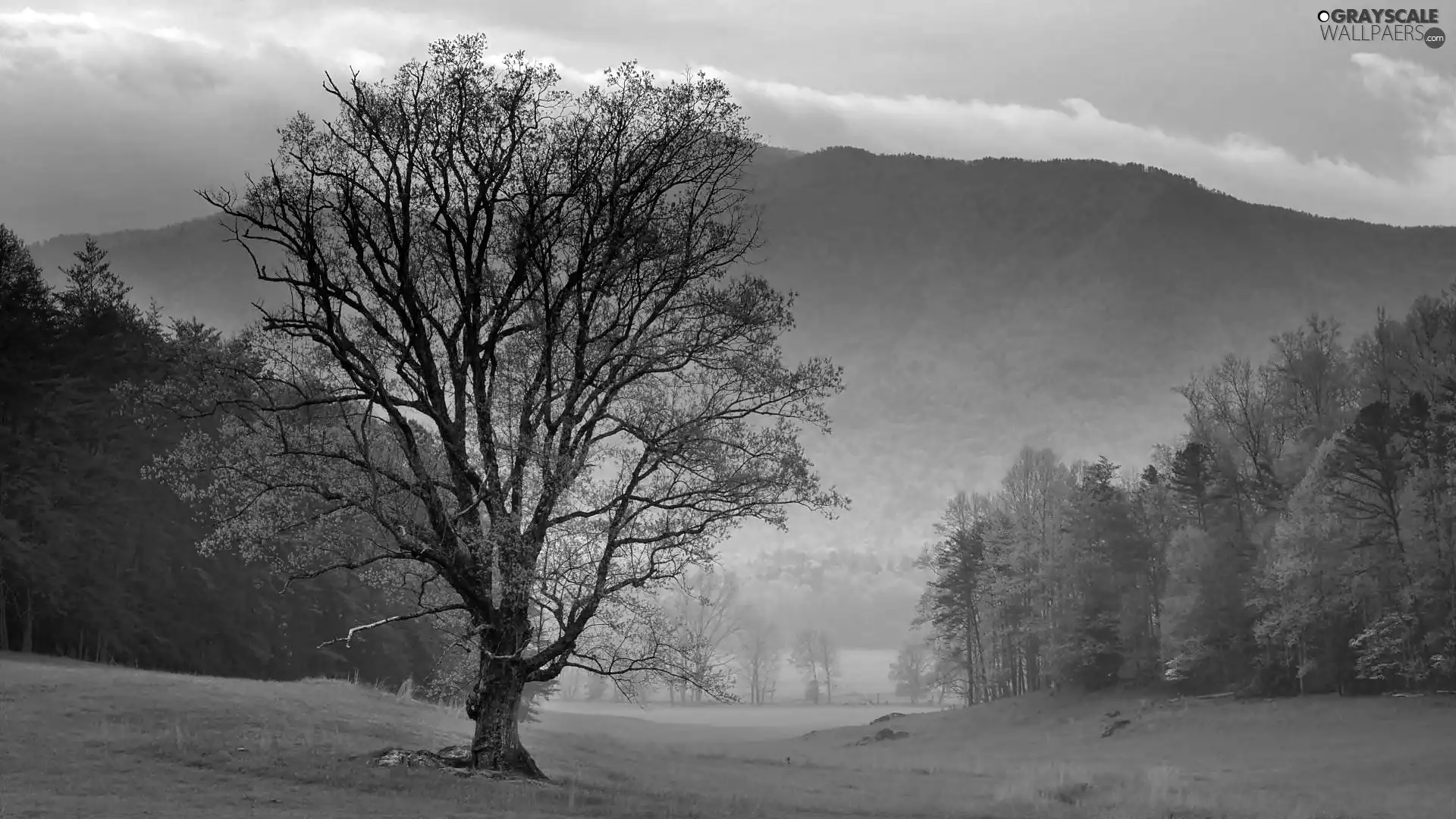 Mountains, Park, Meadow, national, Tennessee, forest, Fog