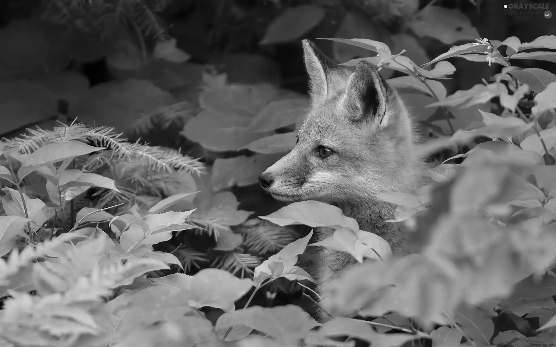 forest, young, fox