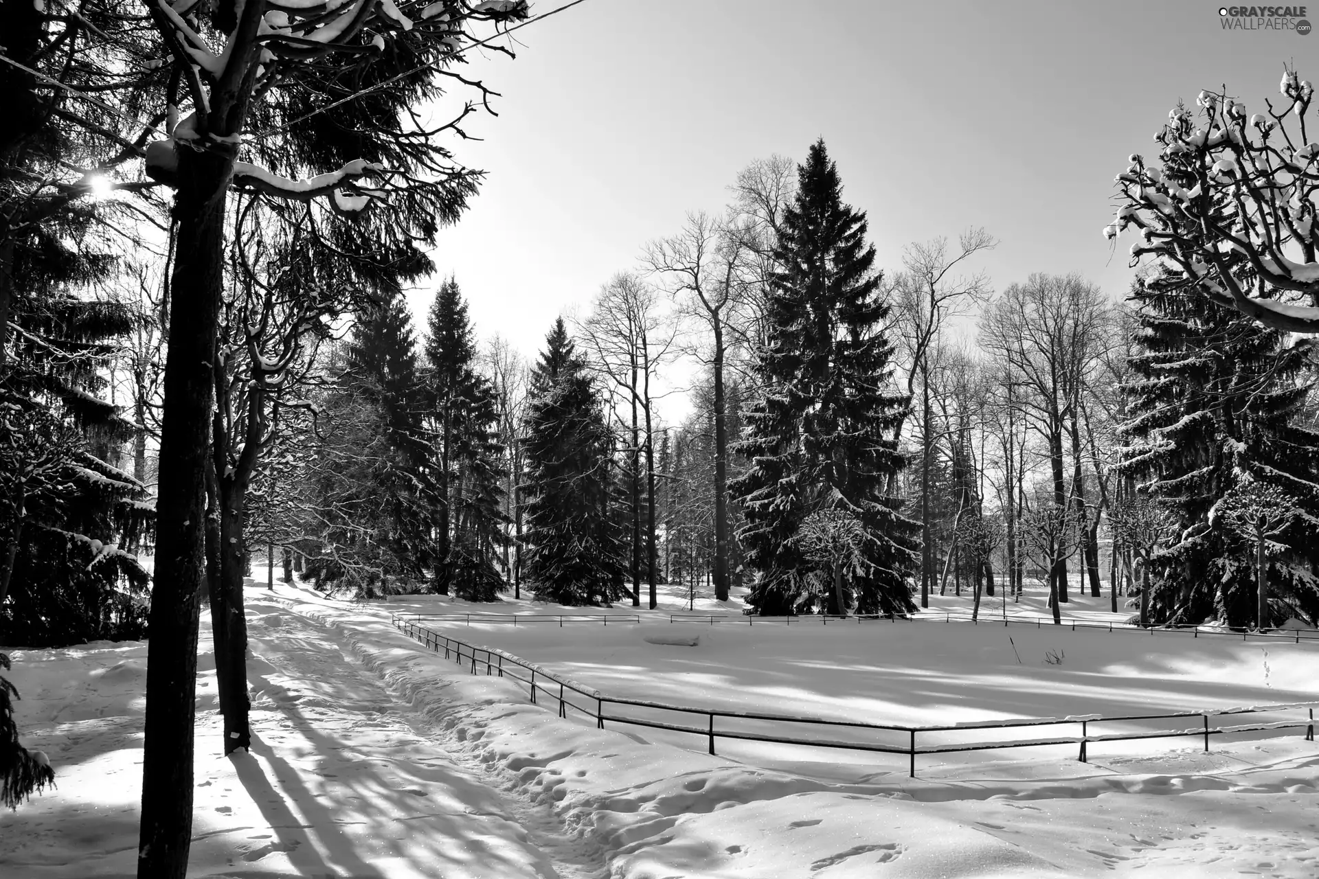 forest, Frost, drifts, Fance, snow