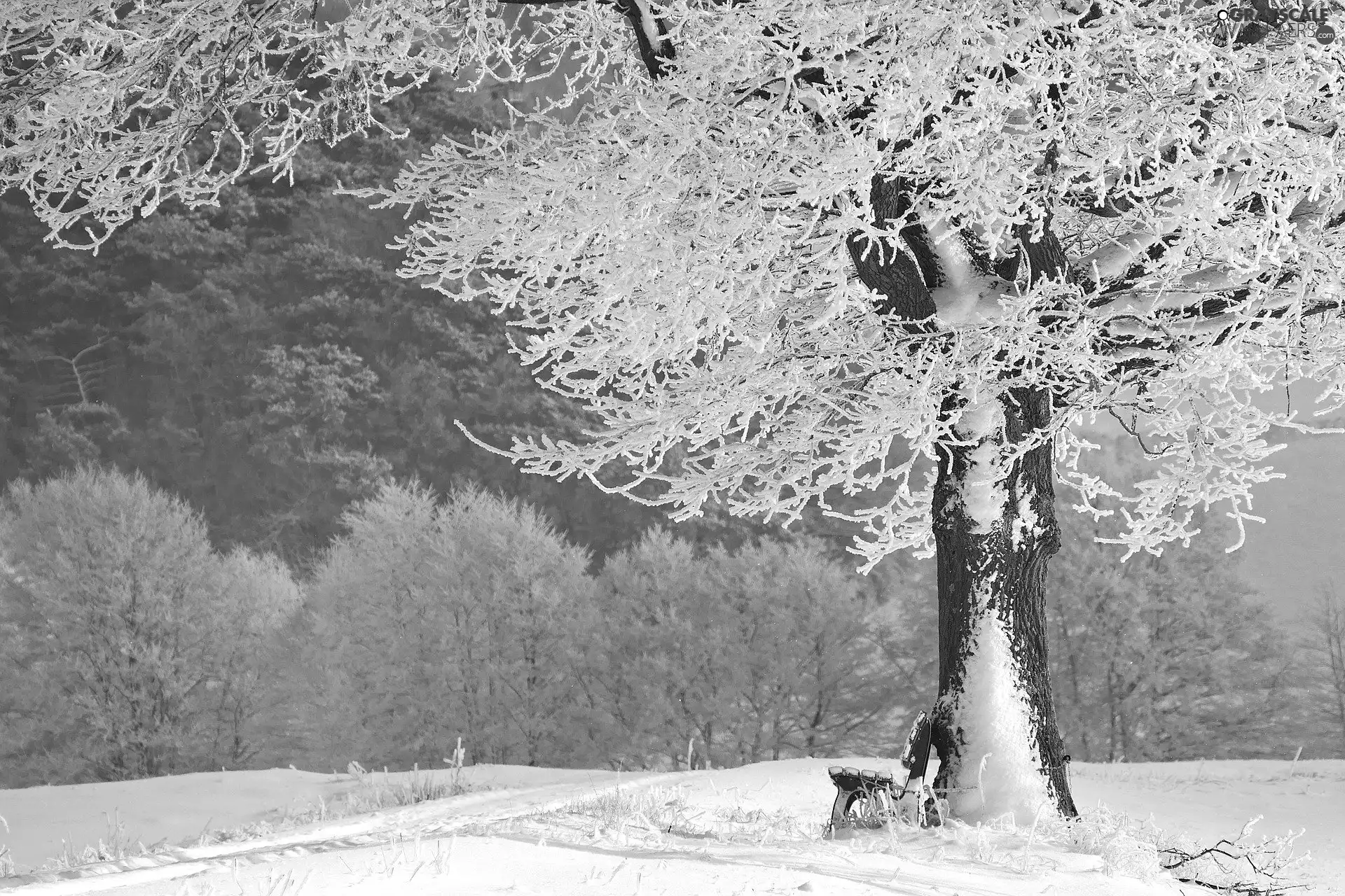 trees, winter, snow, forest, Bench, frosty