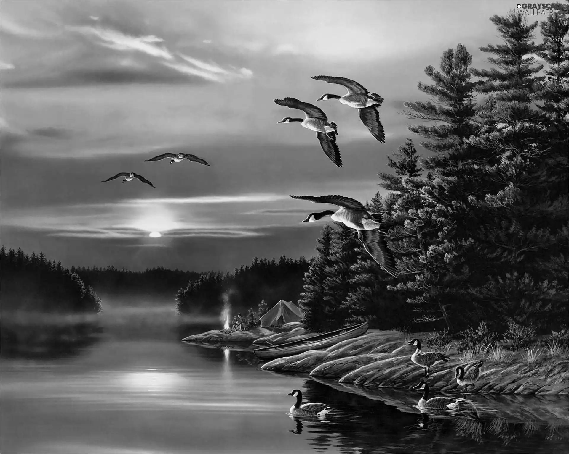 geese, water, forest, Canadian