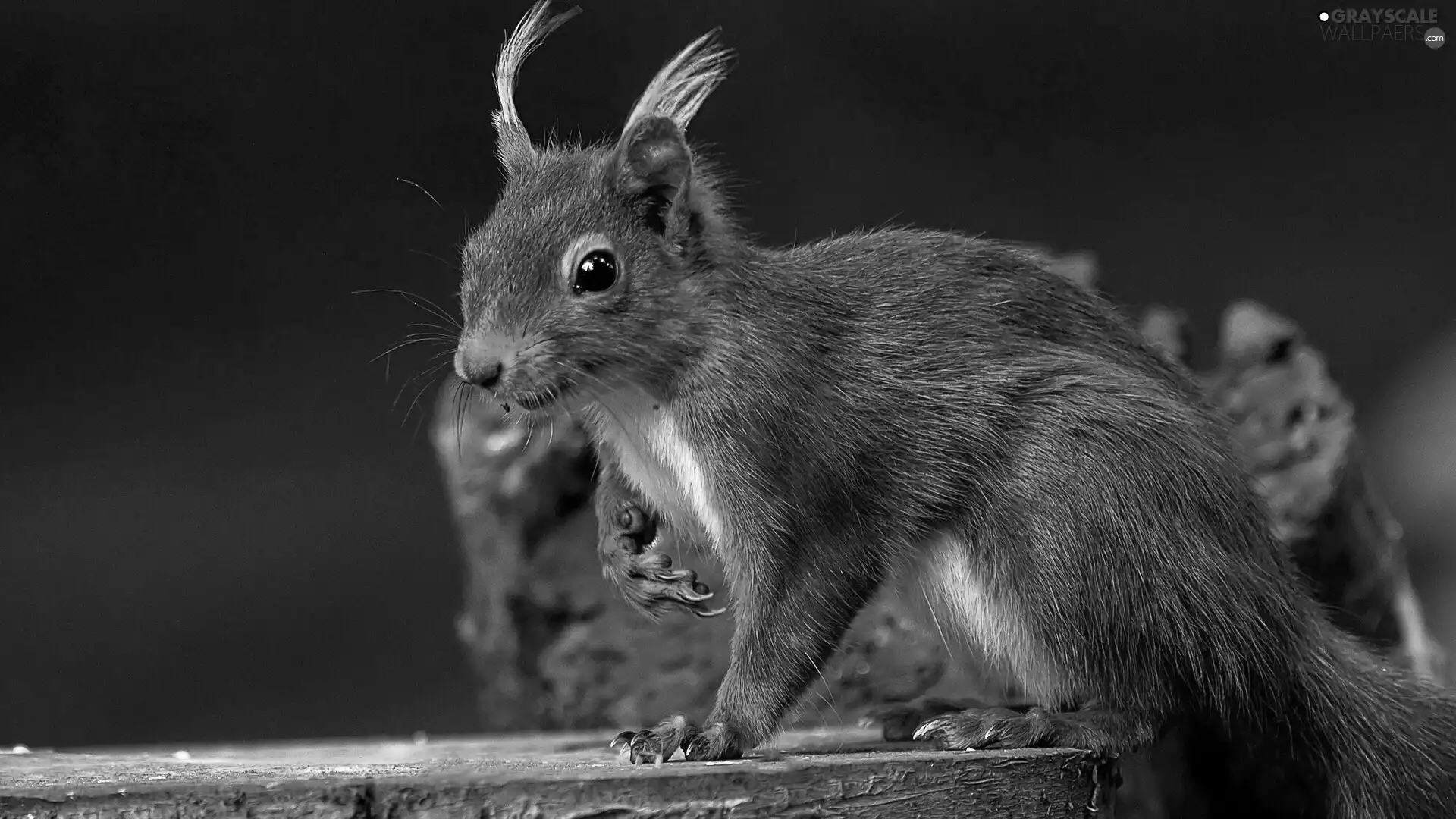 Ginger, trunk, forest, squirrel