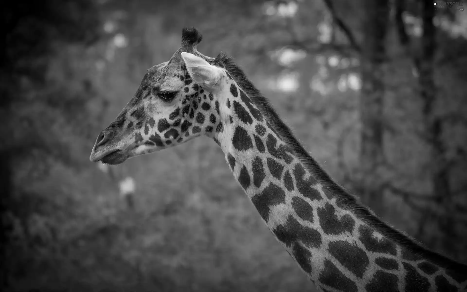 giraffe, forest